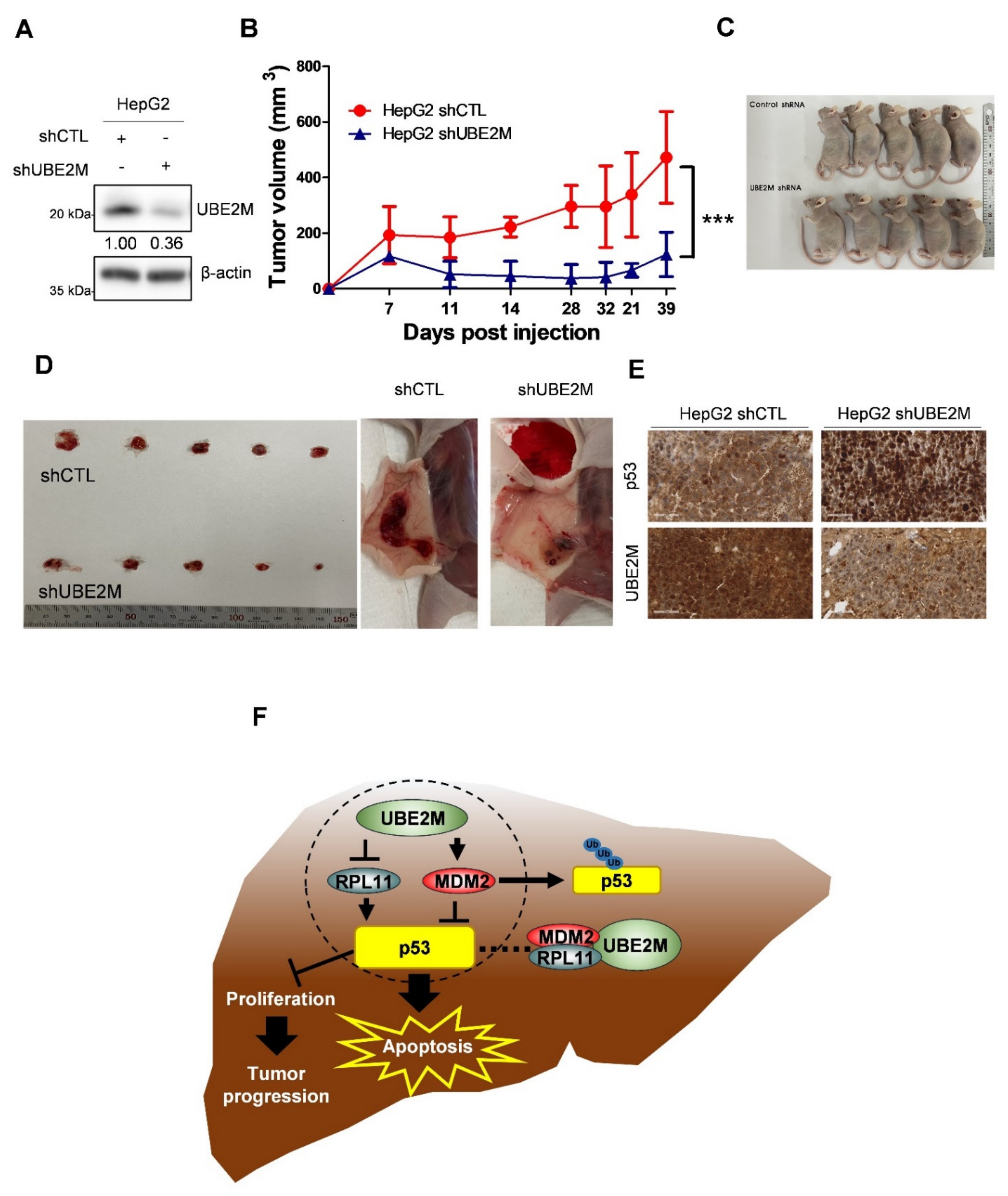 Cancers 13 04901 g007
