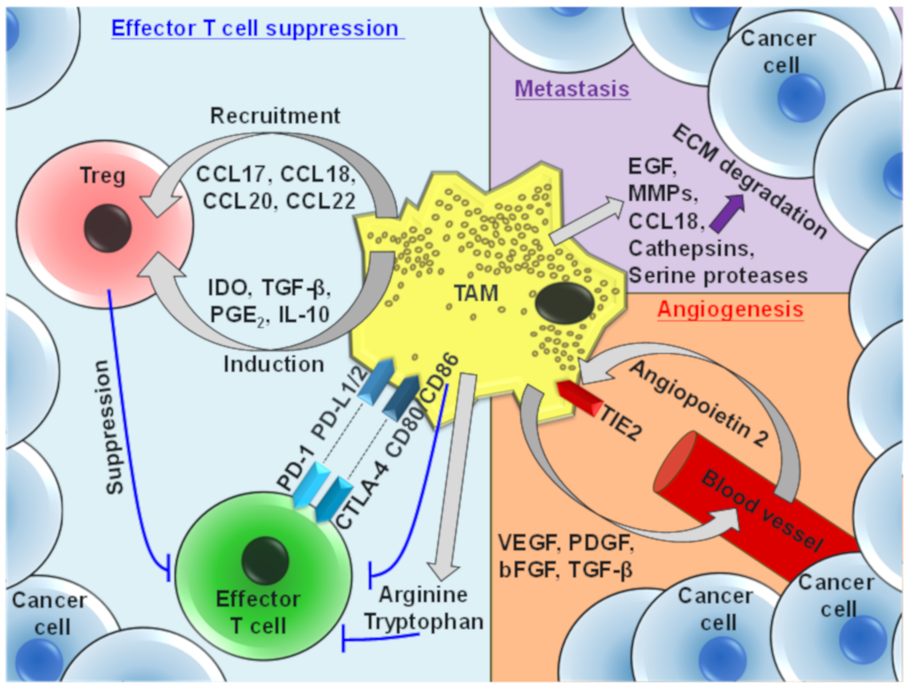 Cancers 13 04904 g002