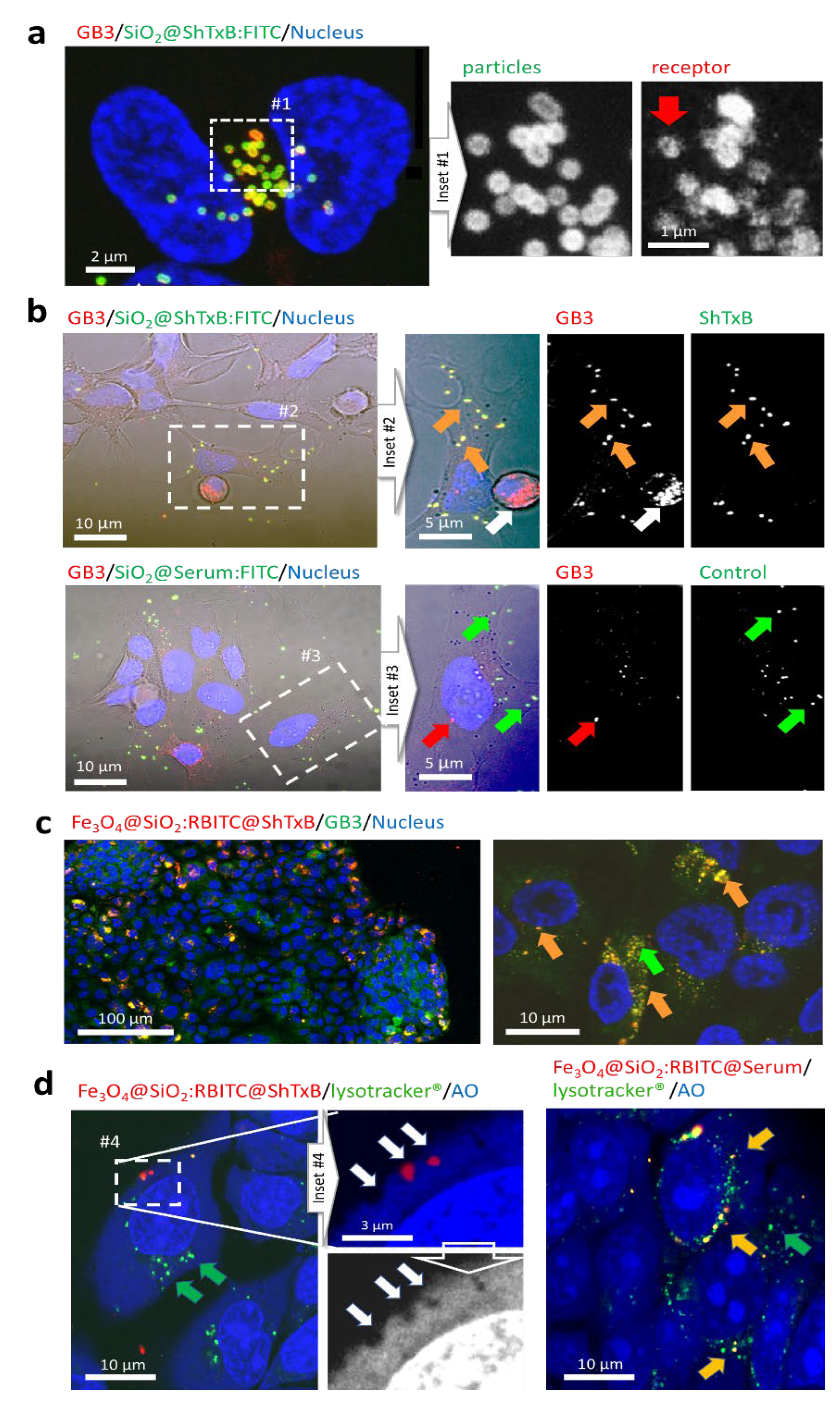 Cancers 13 04920 g003