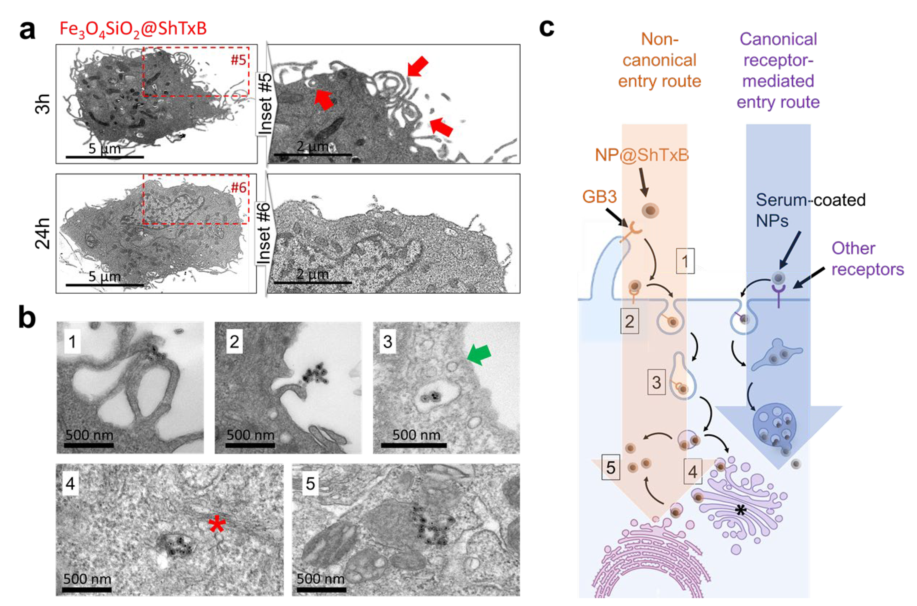 Cancers 13 04920 g004