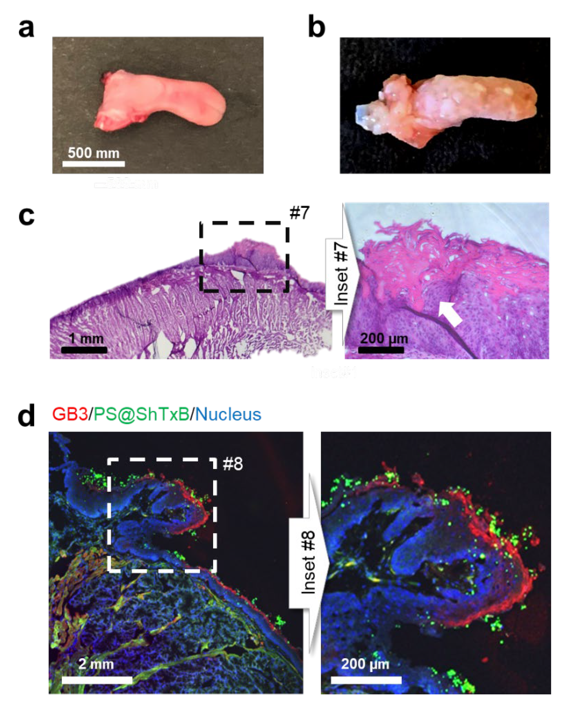Cancers 13 04920 g005
