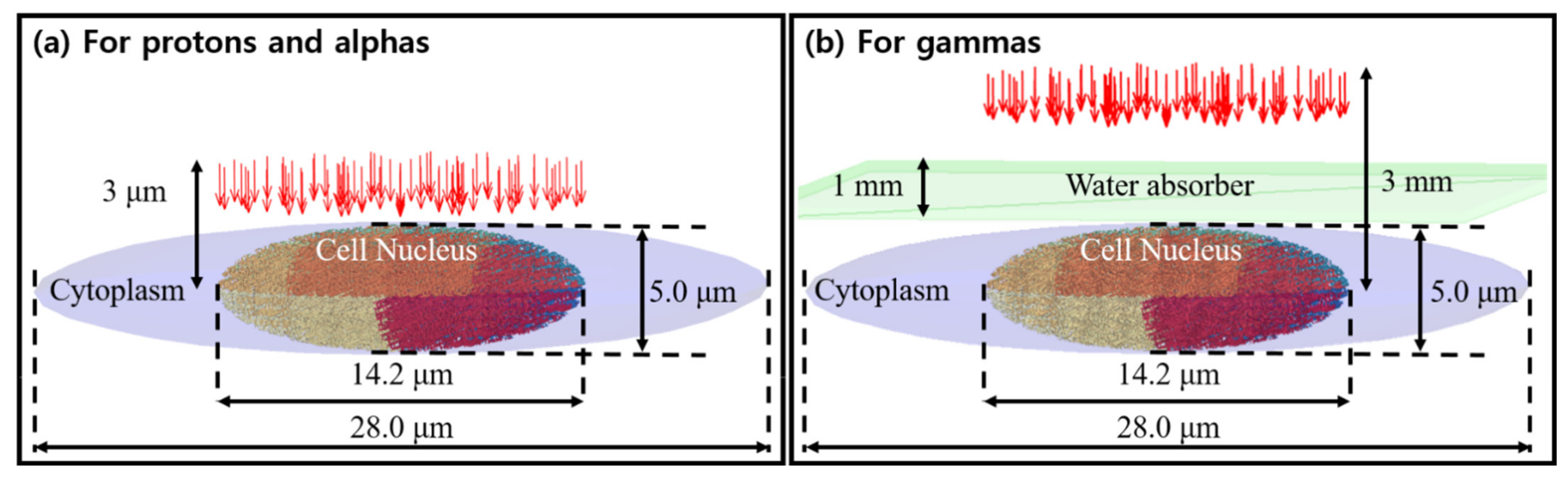 Cancers 13 04940 g002