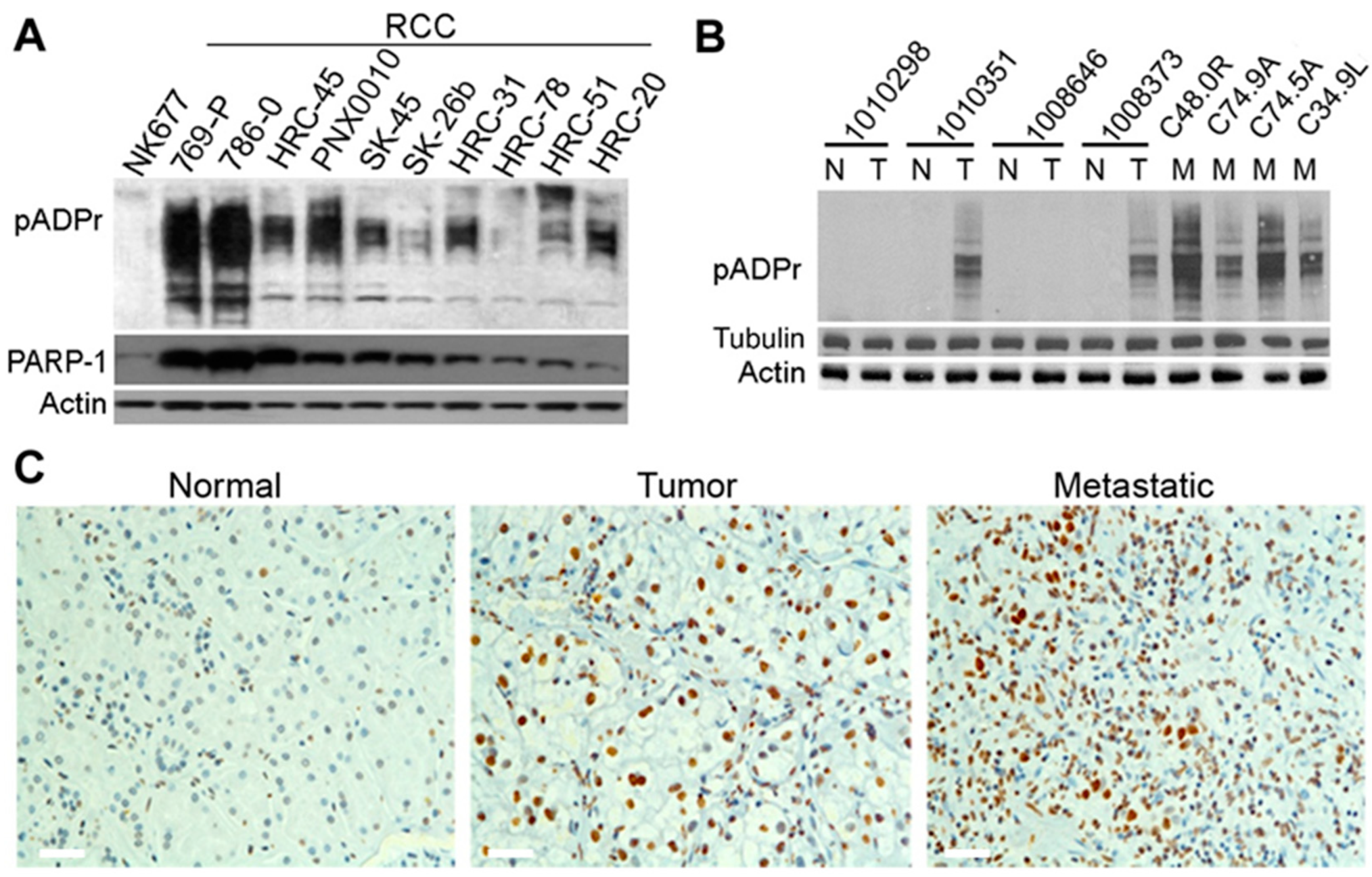 Cancers 13 04973 g001
