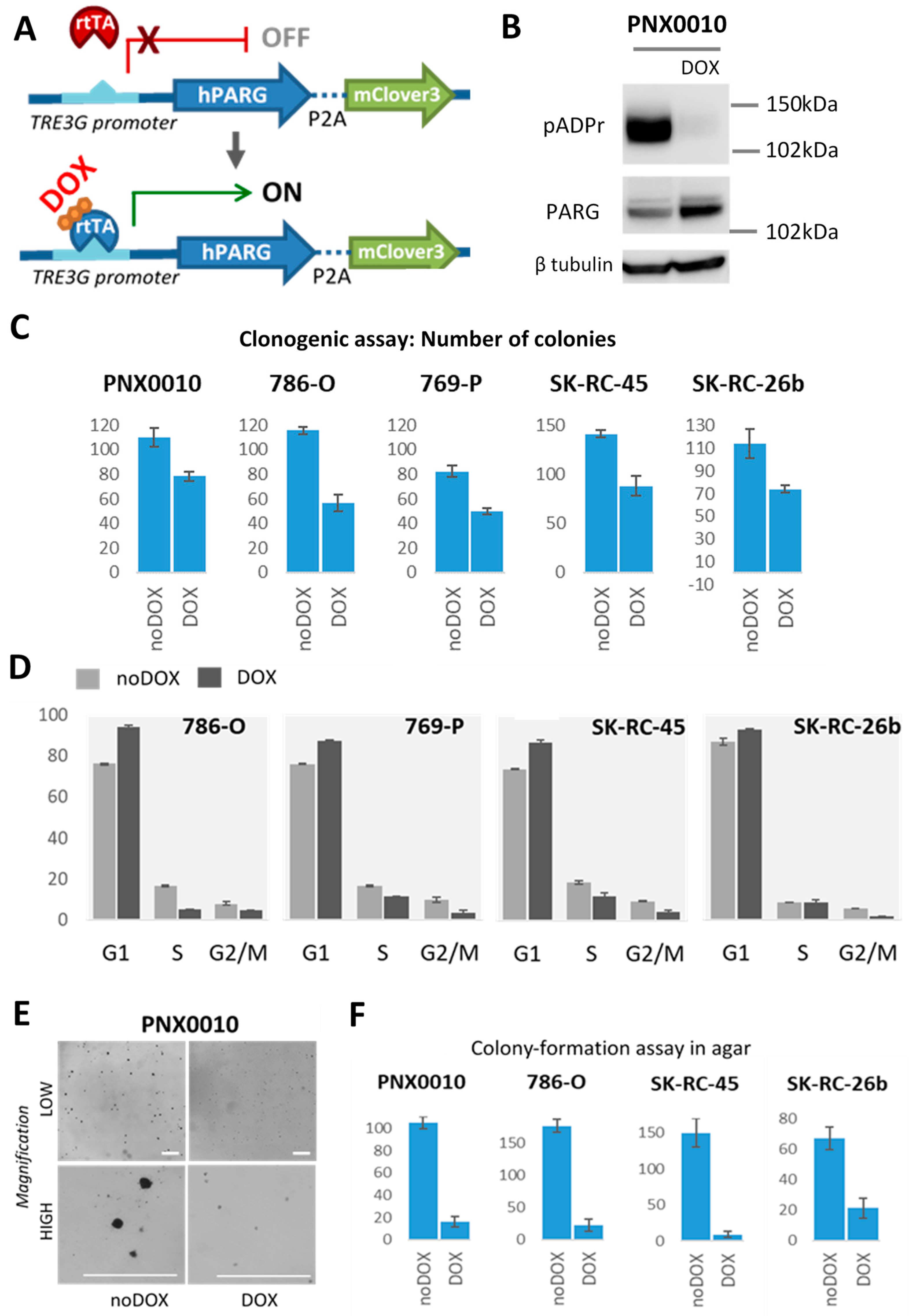 Cancers 13 04973 g003