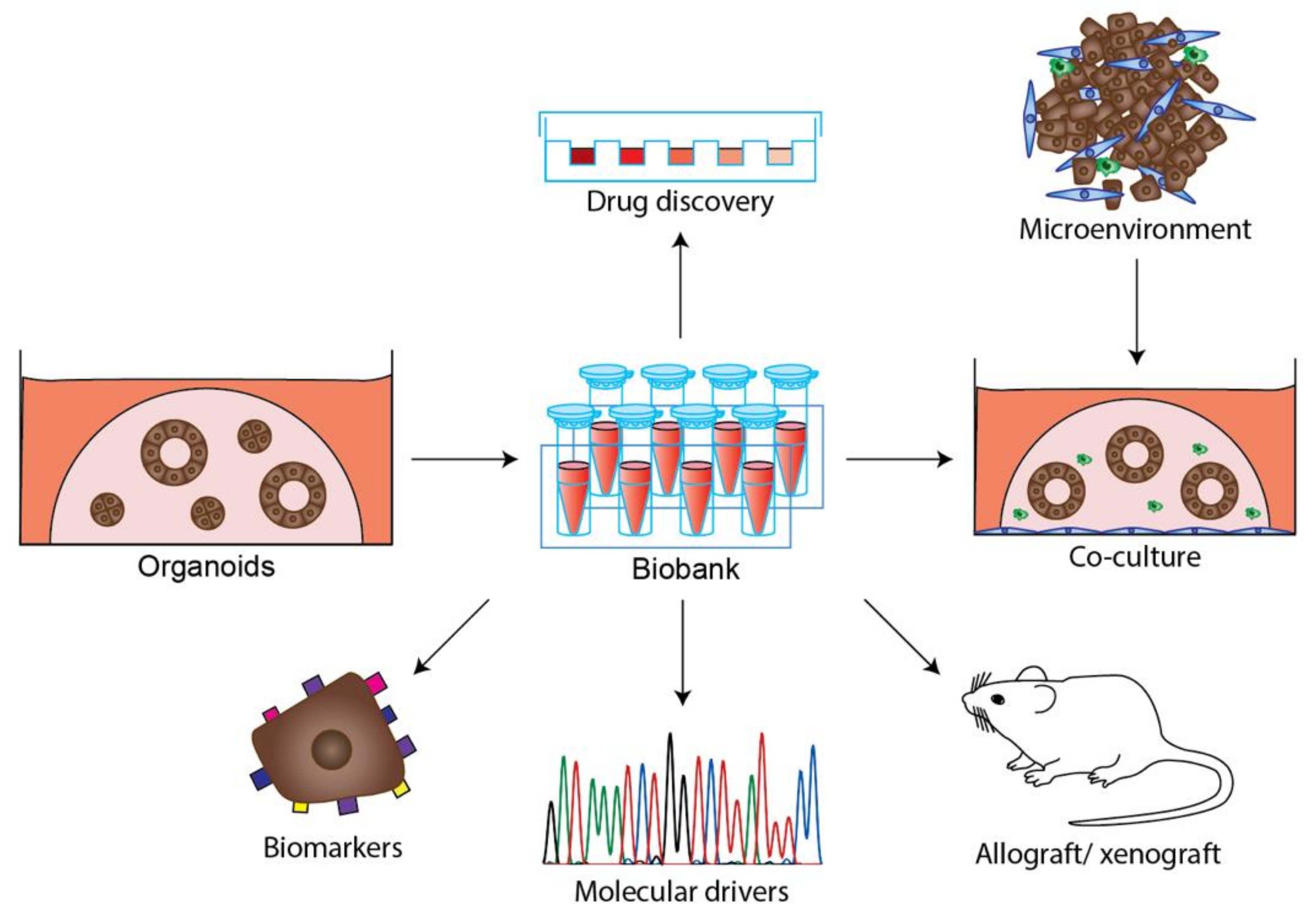 Cancers 13 04979 g004