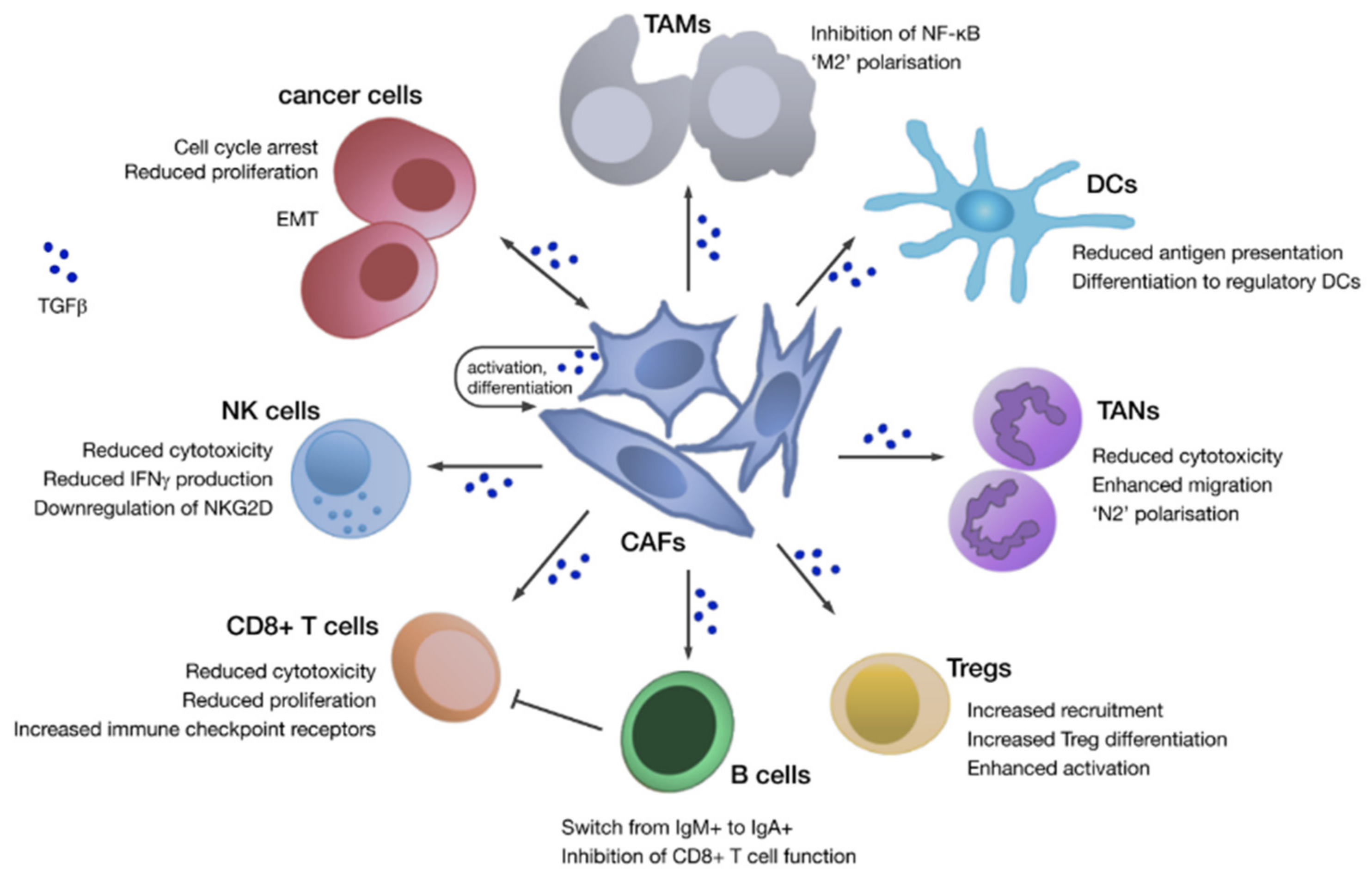 Cancers 13 04984 g003 Cancers 13 04984 g003