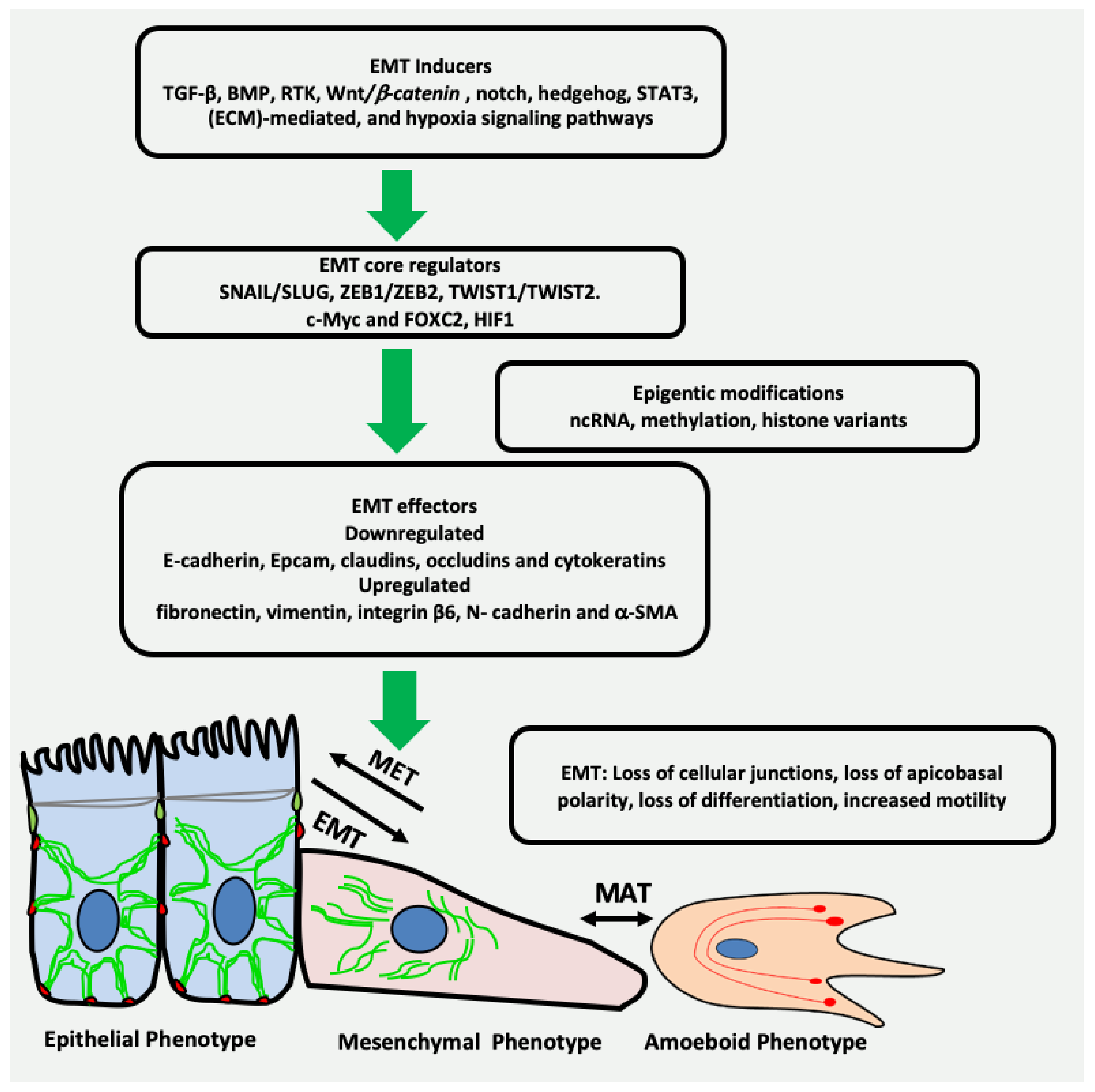 Cancers 13 04985 g001 Cancers 13 04985 g001