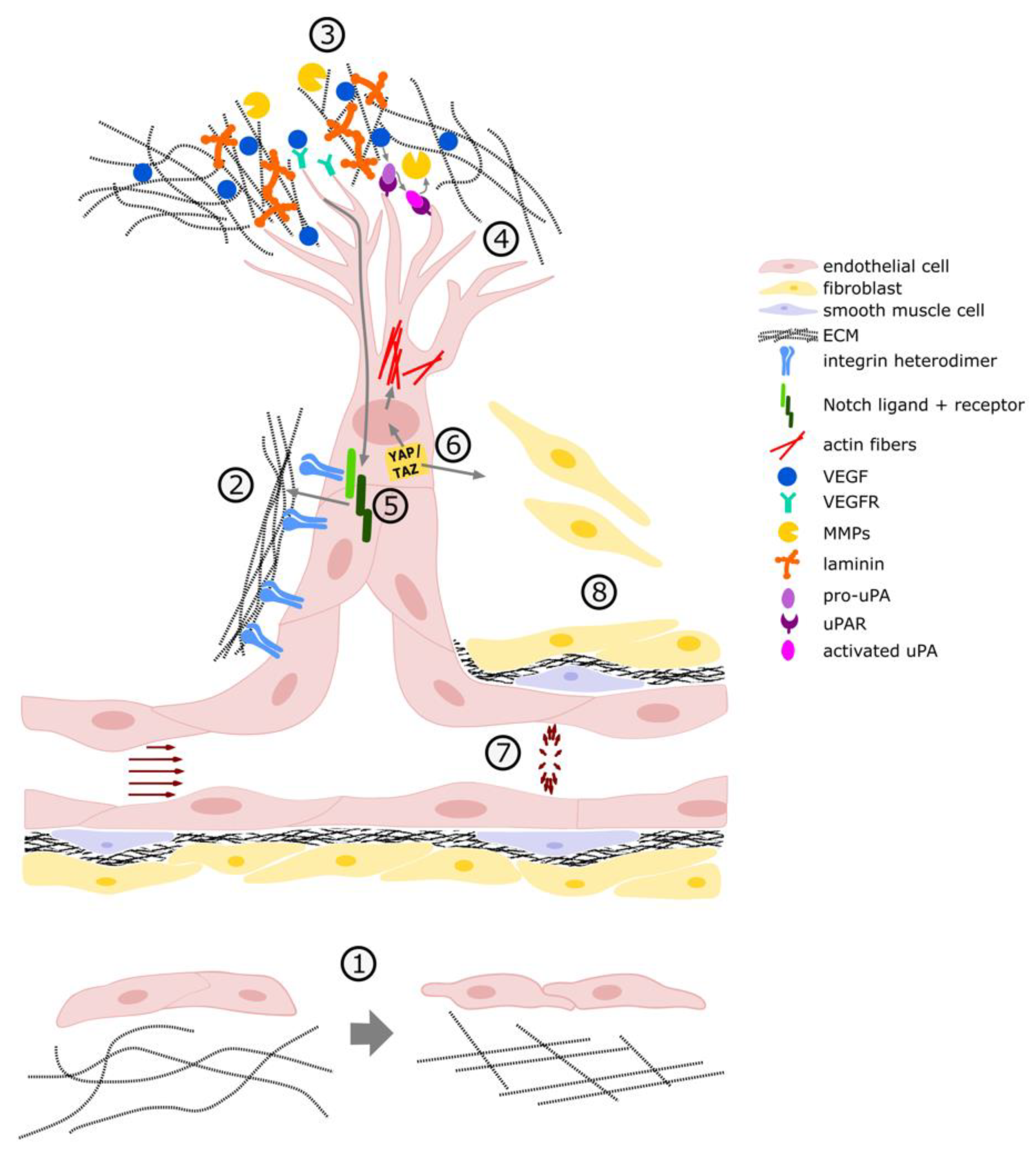 Cancers 13 04987 g002