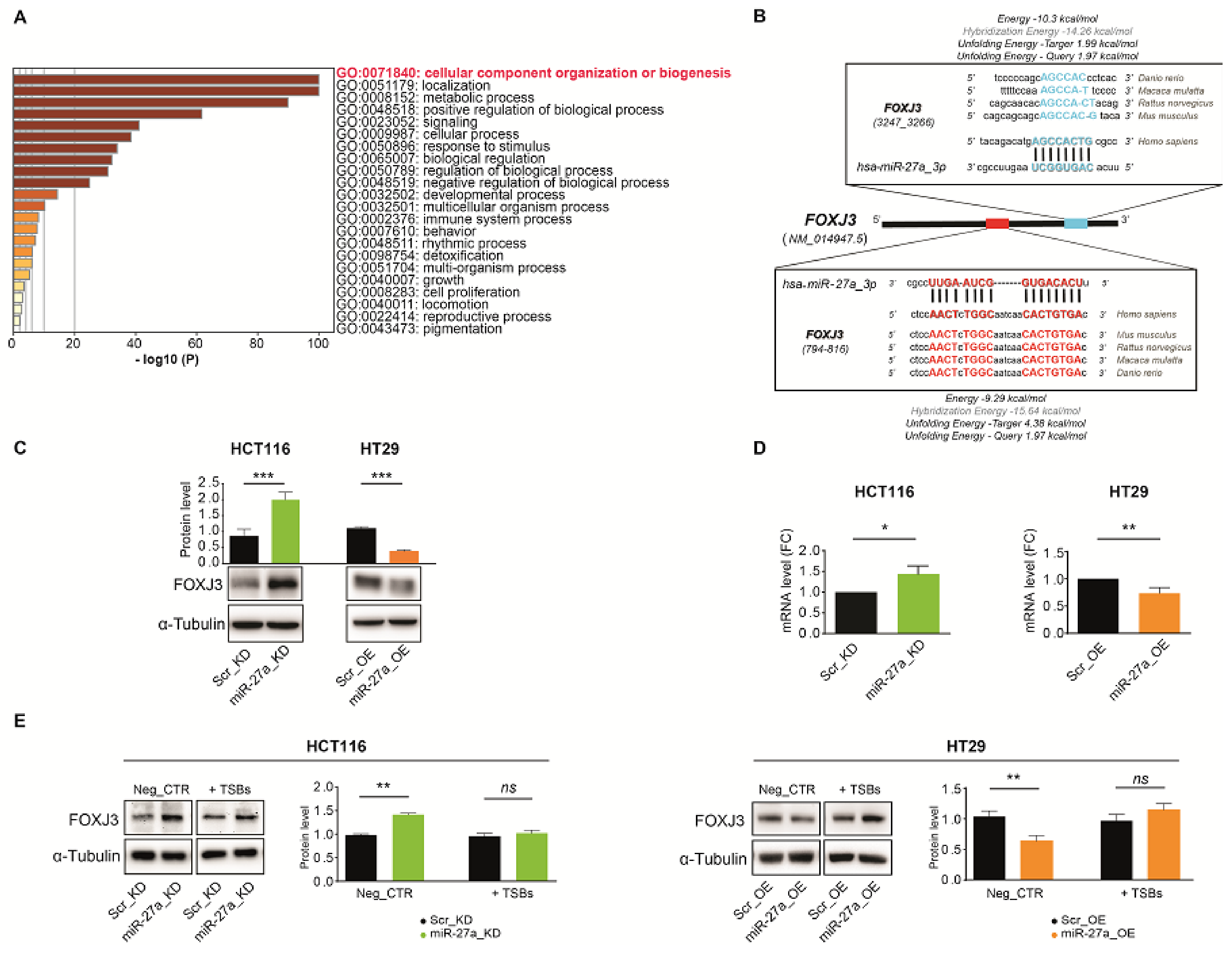 Cancers 13 04994 g001