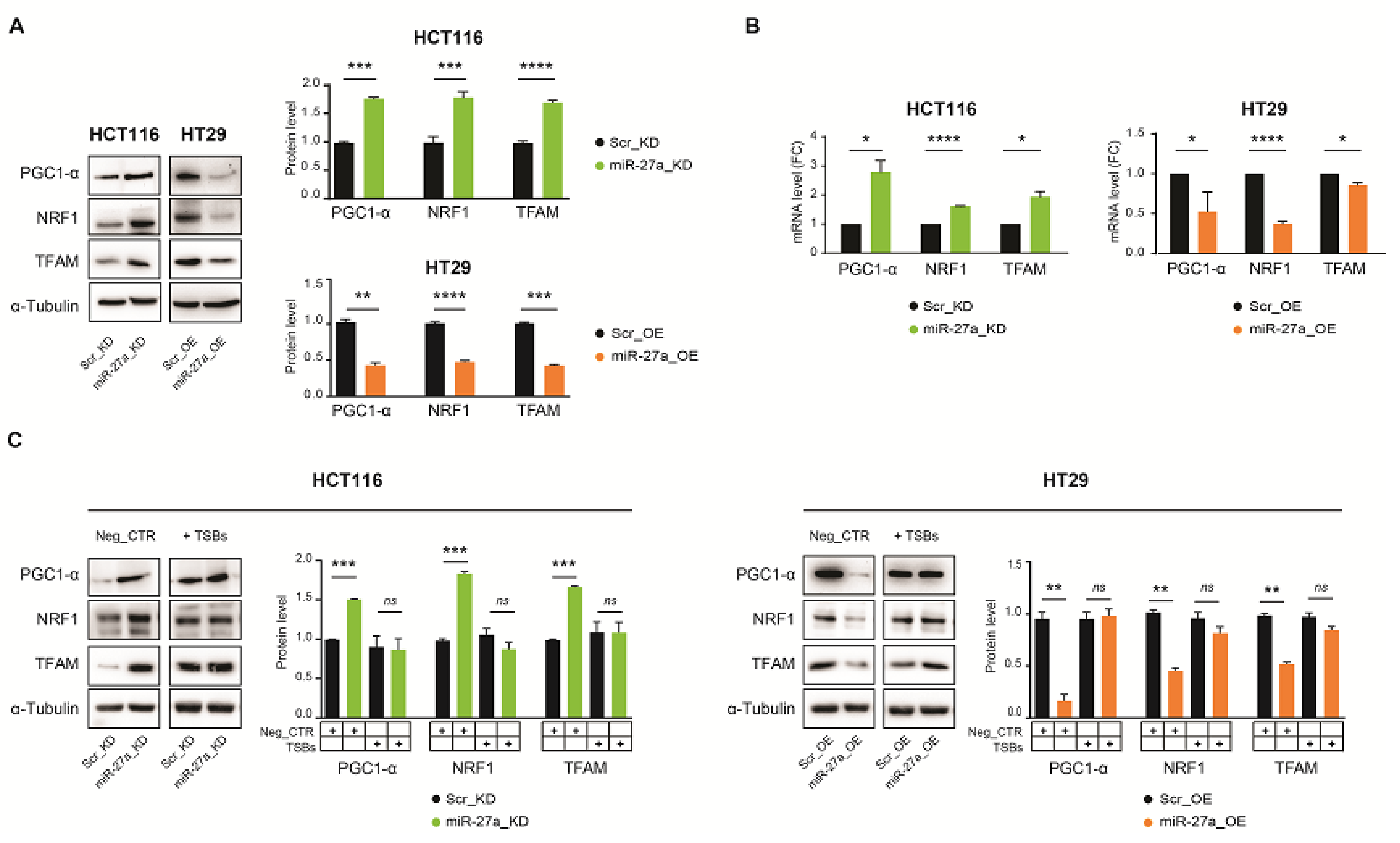 Cancers 13 04994 g002