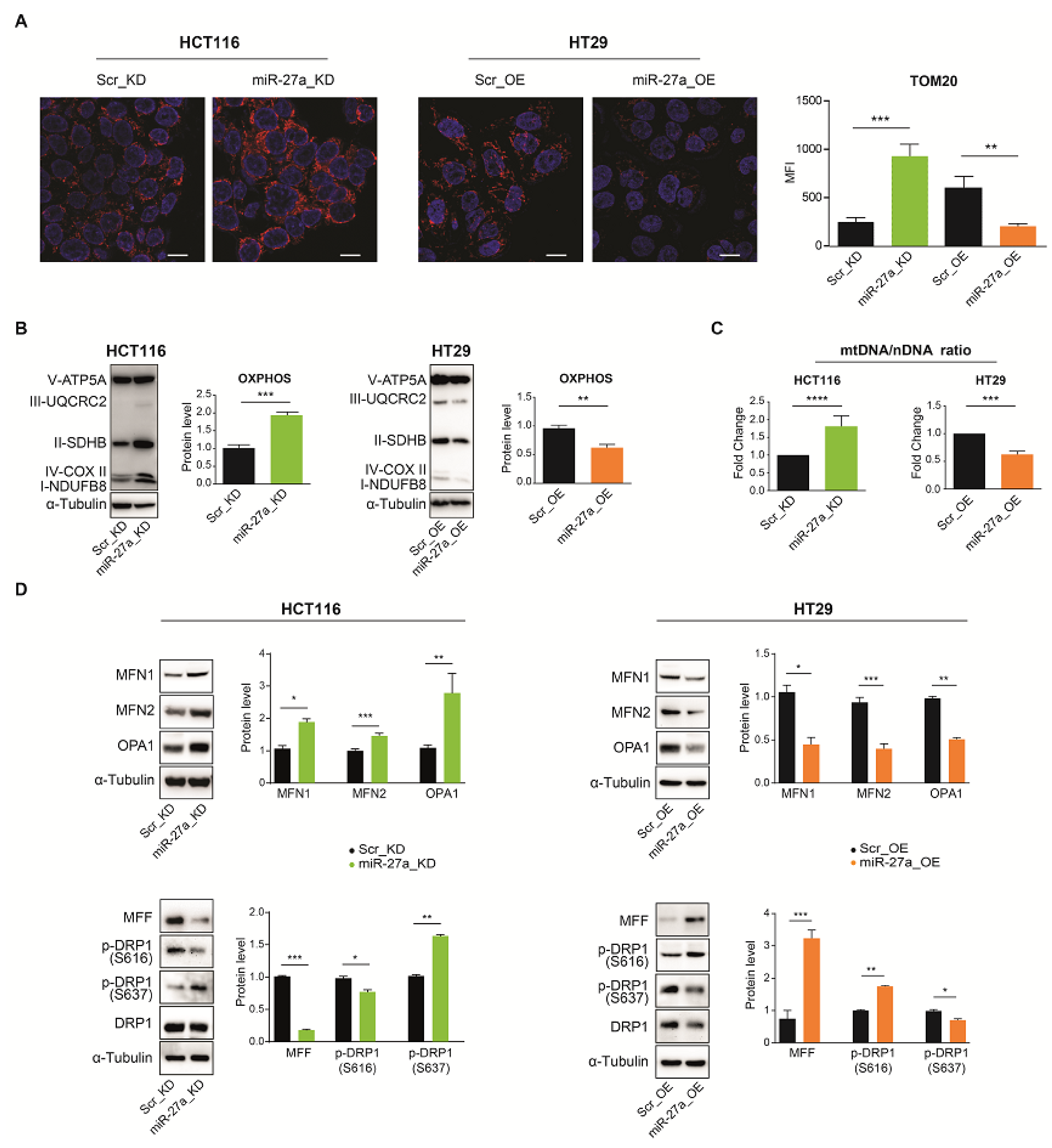 Cancers 13 04994 g003
