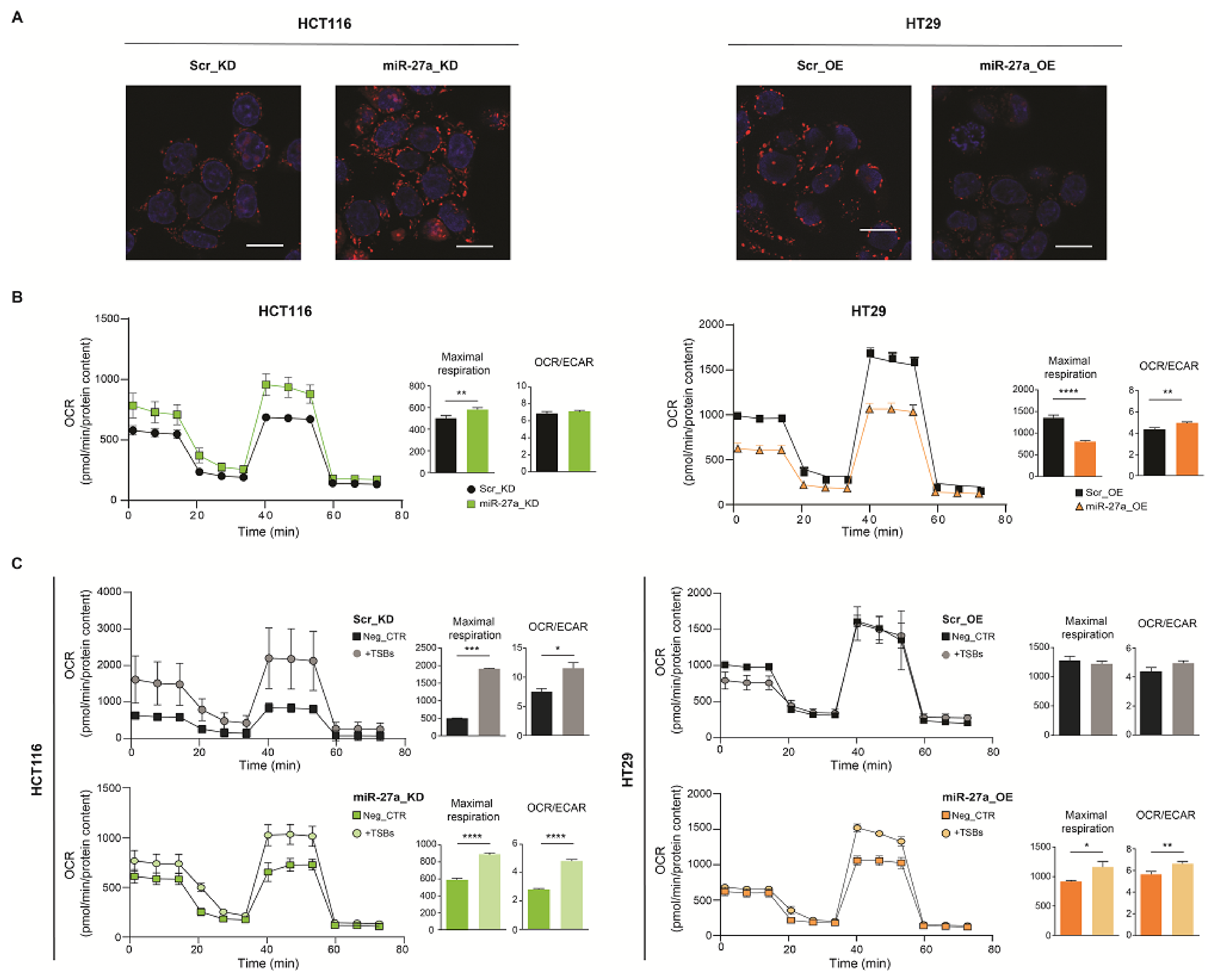 Cancers 13 04994 g004