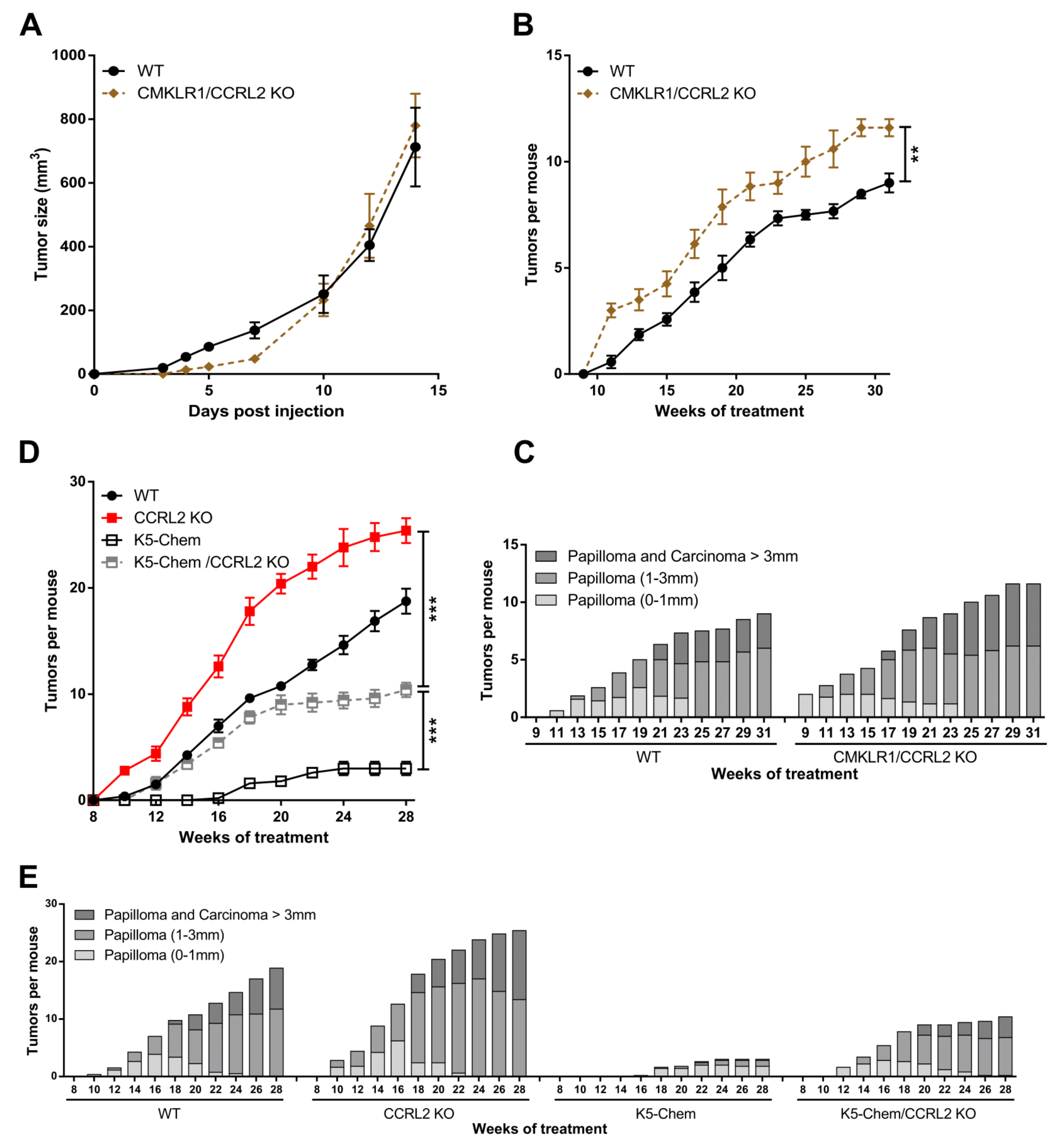 Cancers 13 05000 g002