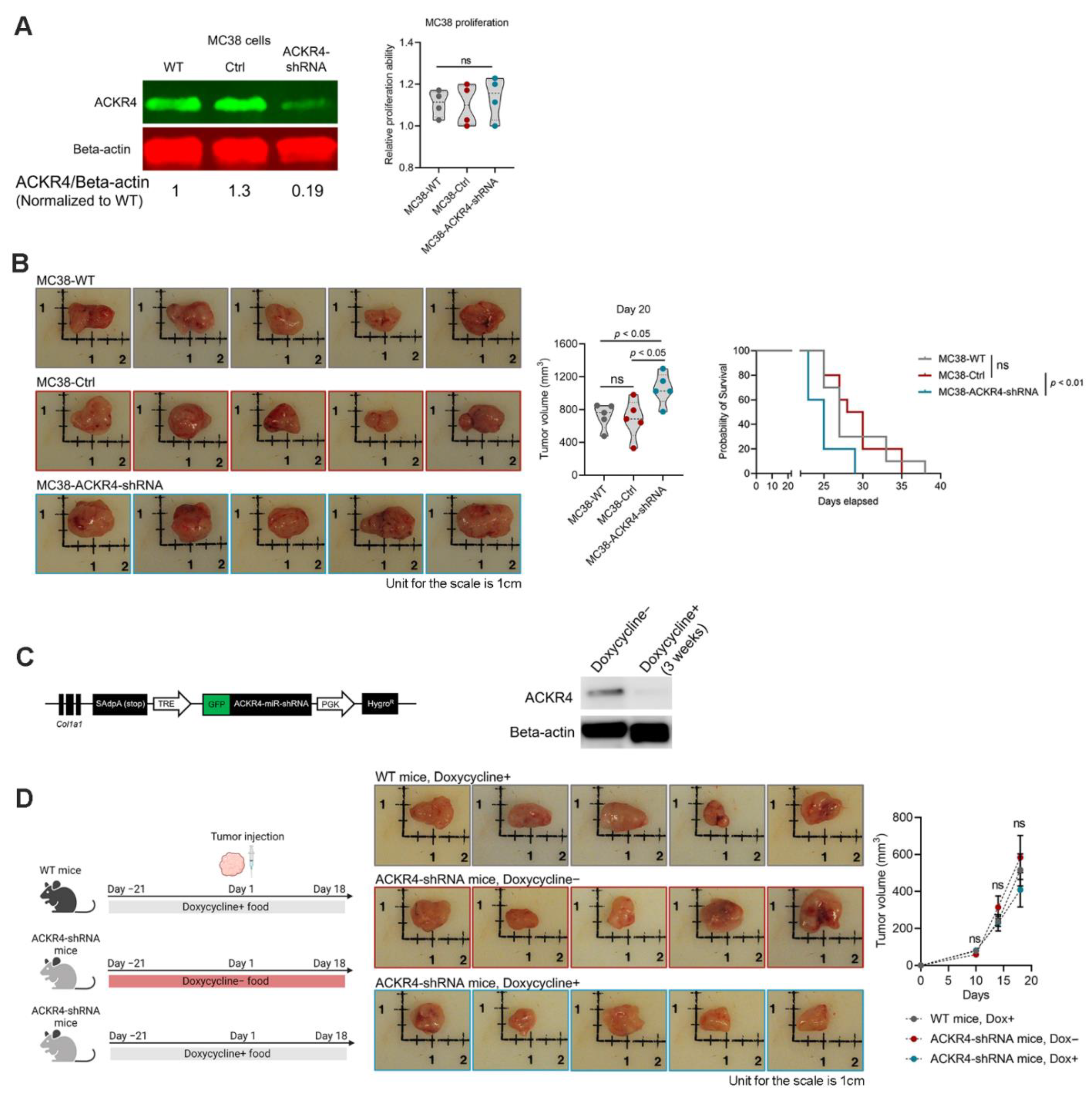 Cancers 13 05021 g002