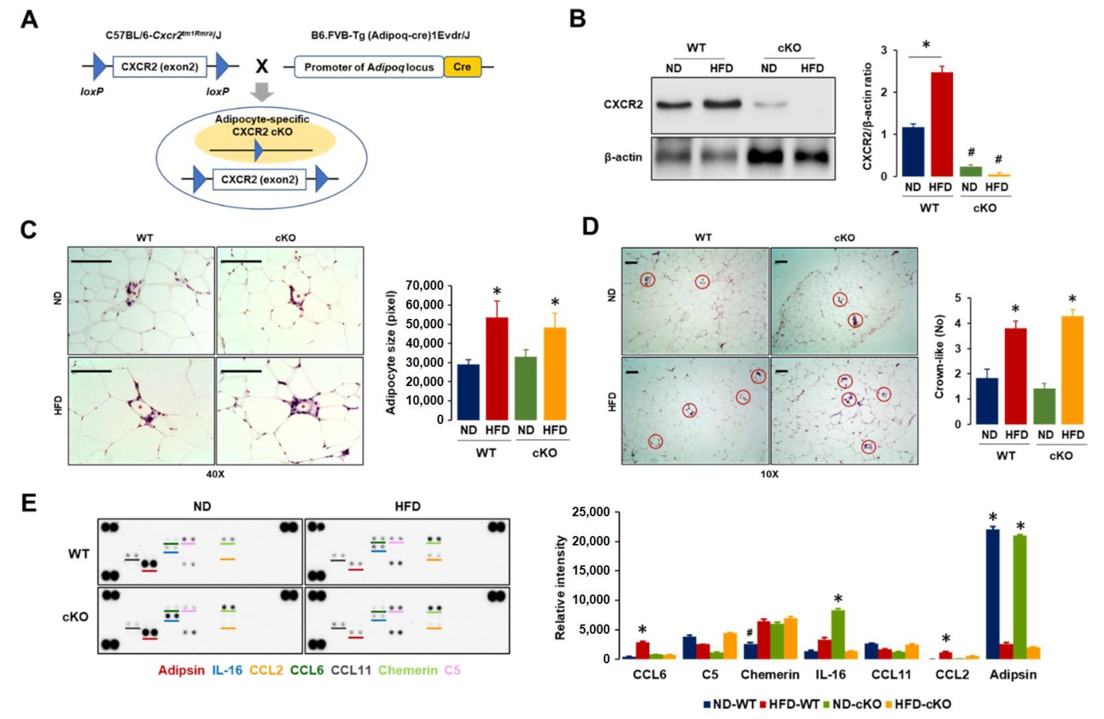 Cancers 13 05033 g001