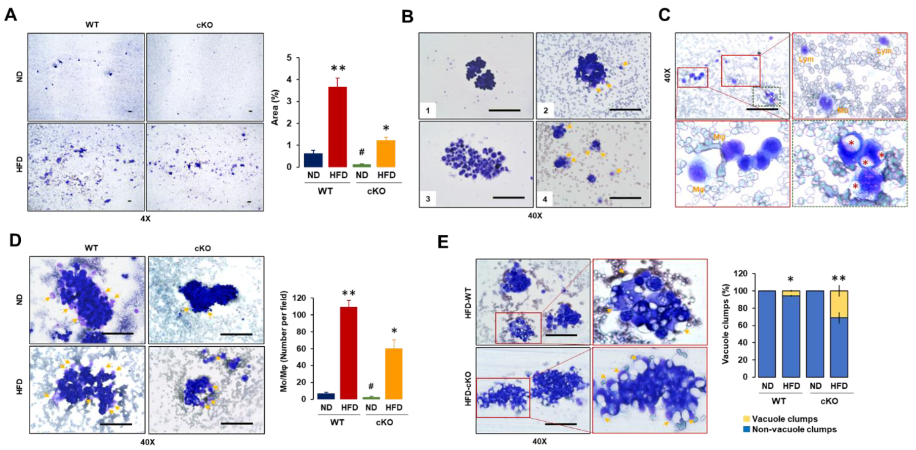Cancers 13 05033 g003