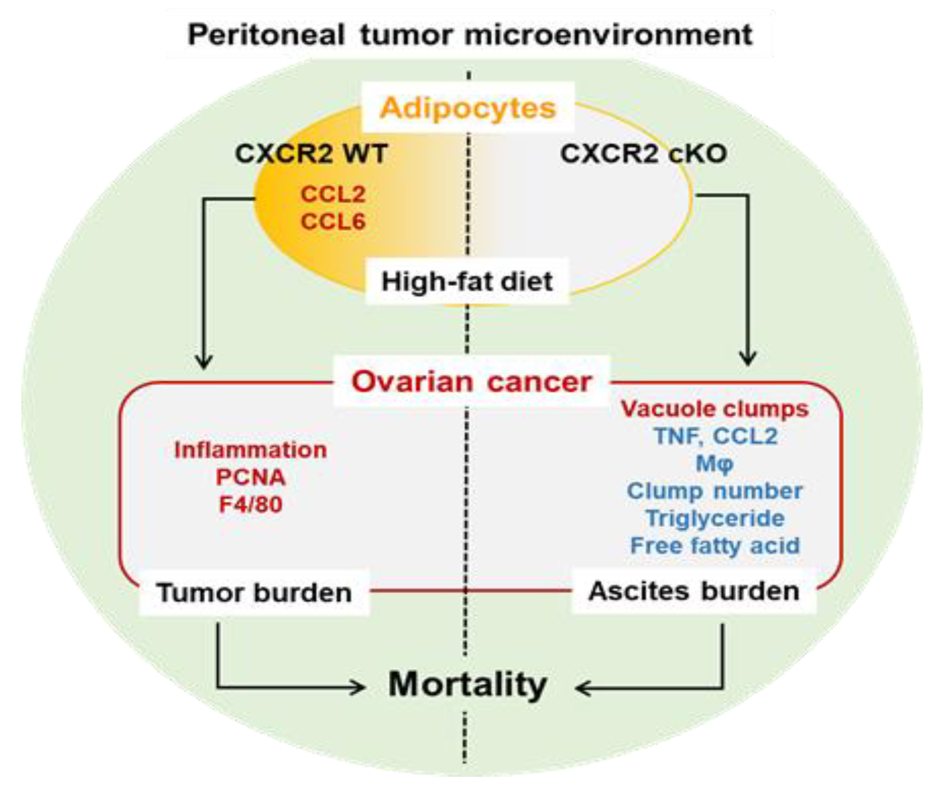 Cancers 13 05033 g008