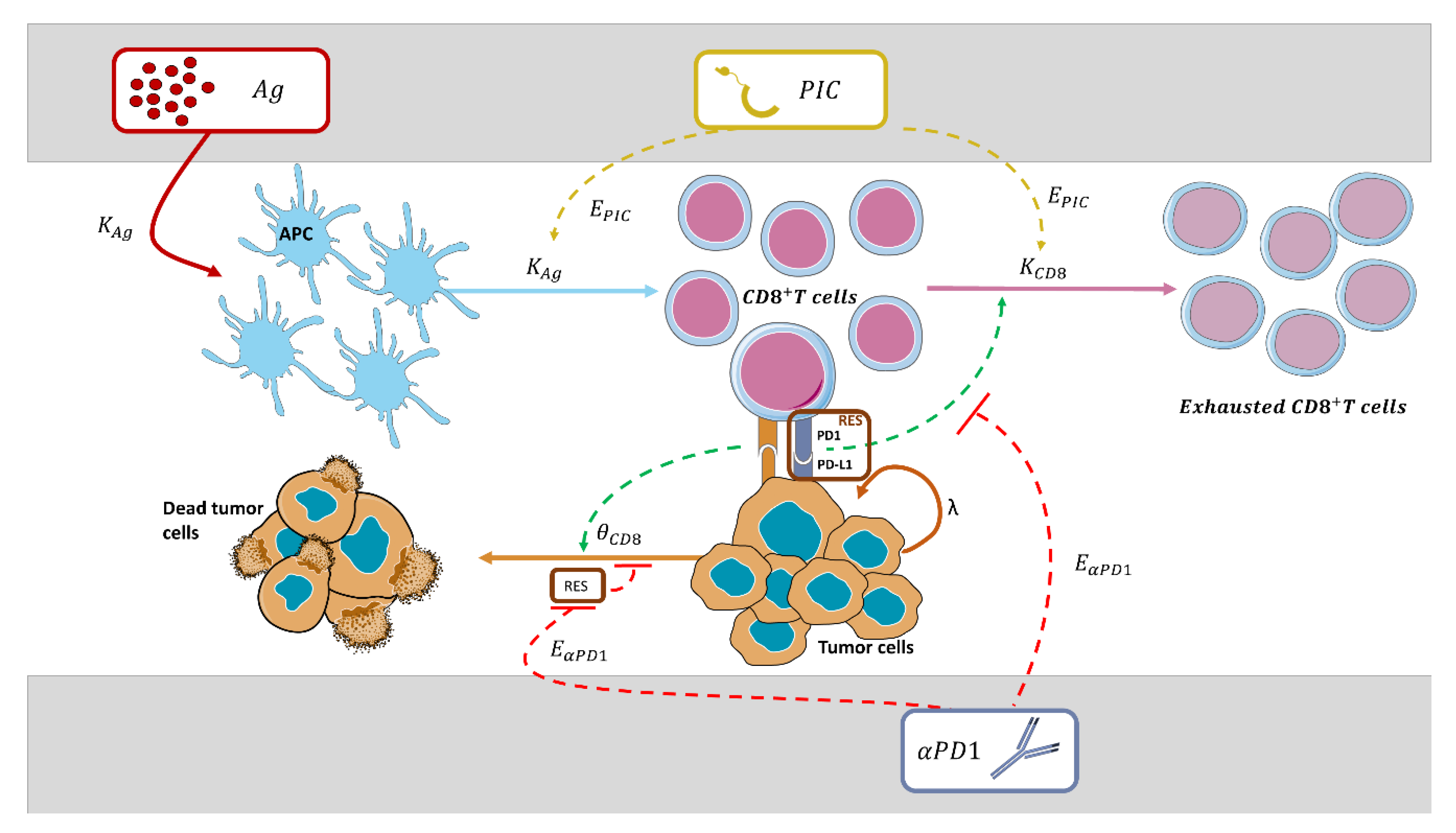 Cancers 13 05049 g002