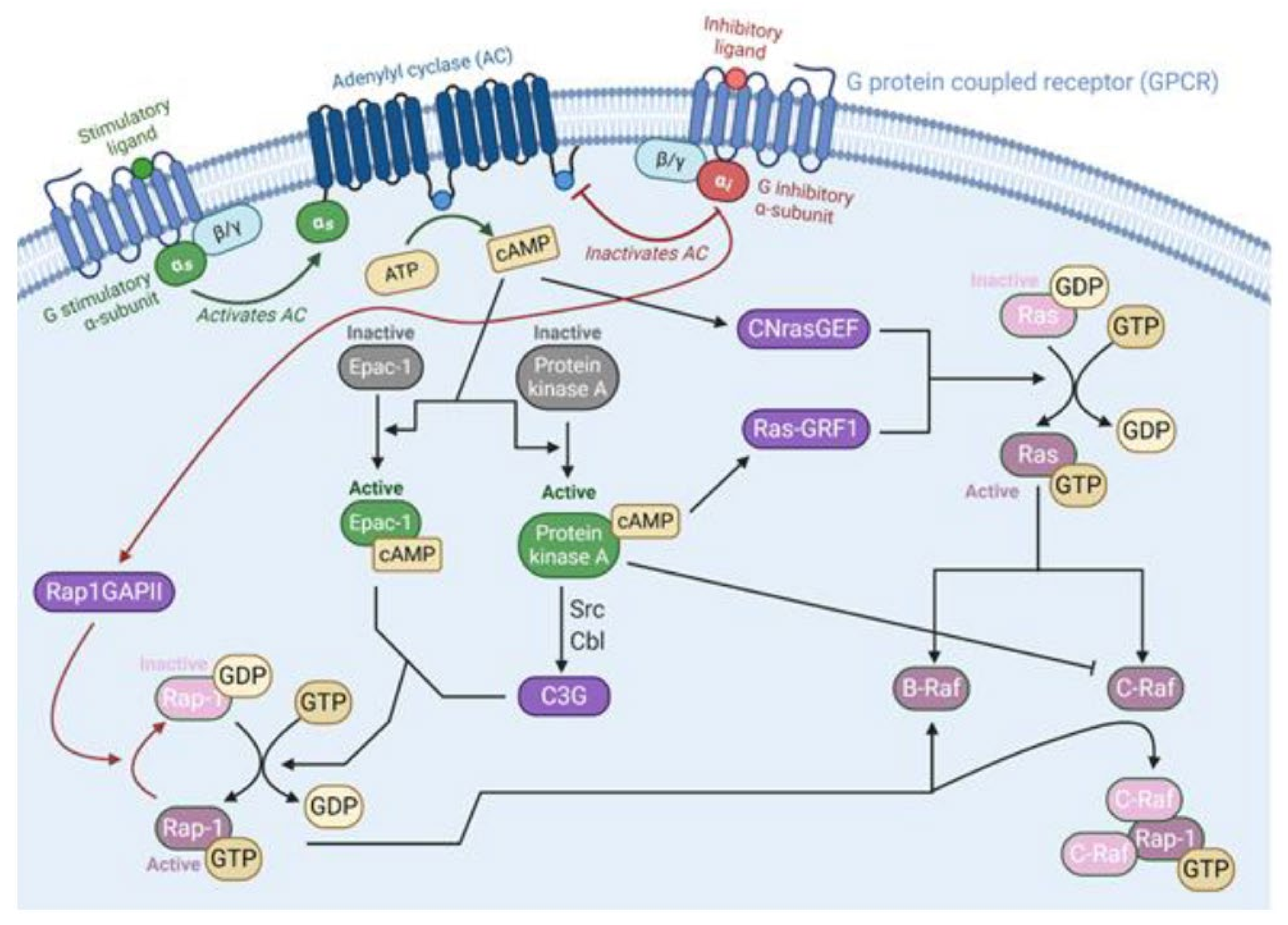 Cancers 13 05059 g005
