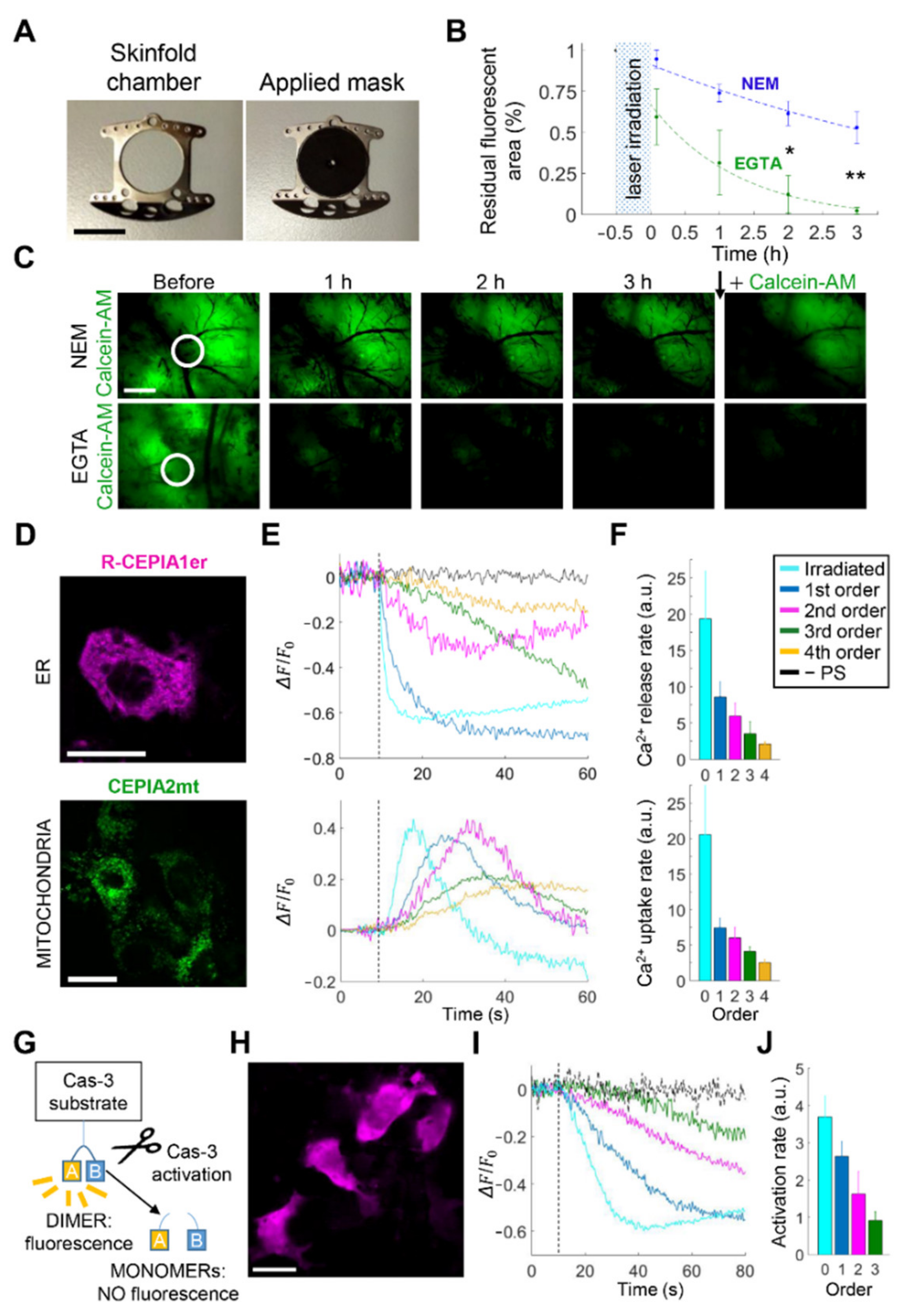 Cancers 13 05062 g004 Cancers 13 05062 g004
