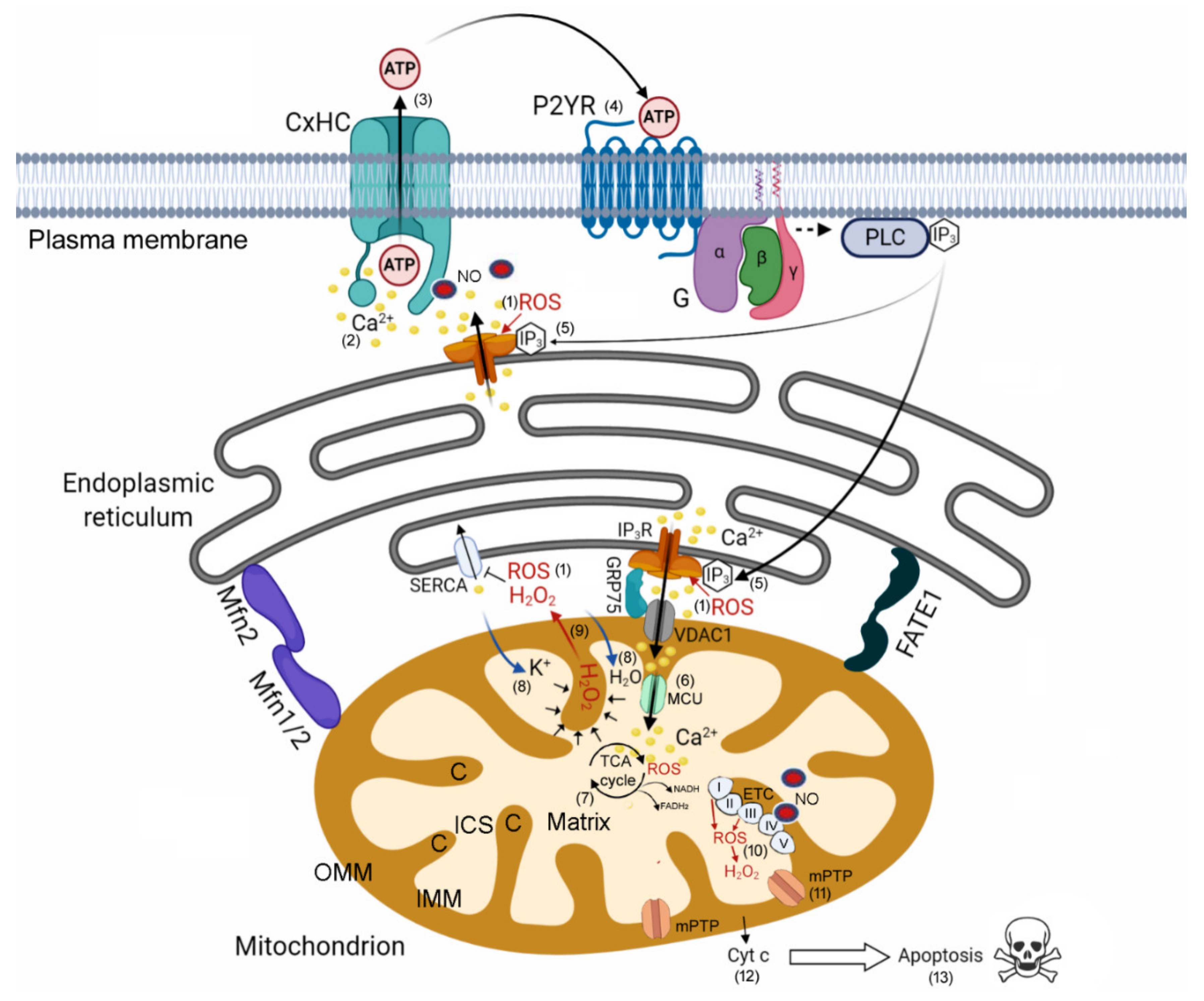 Cancers 13 05062 g007 Cancers 13 05062 g007