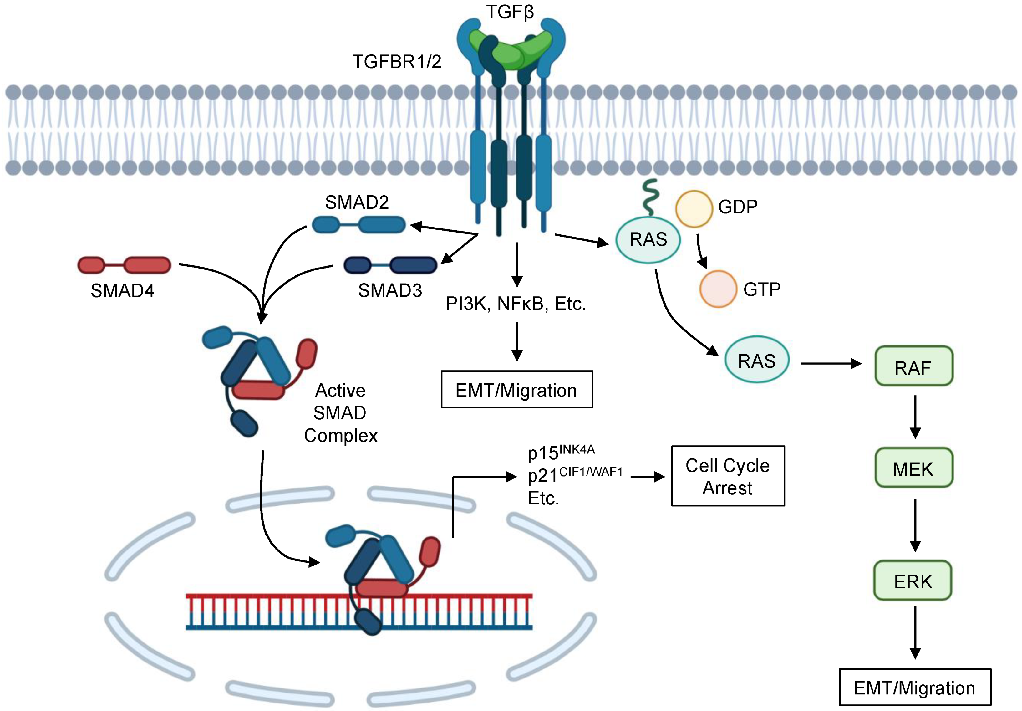 Cancers 13 05086 g001