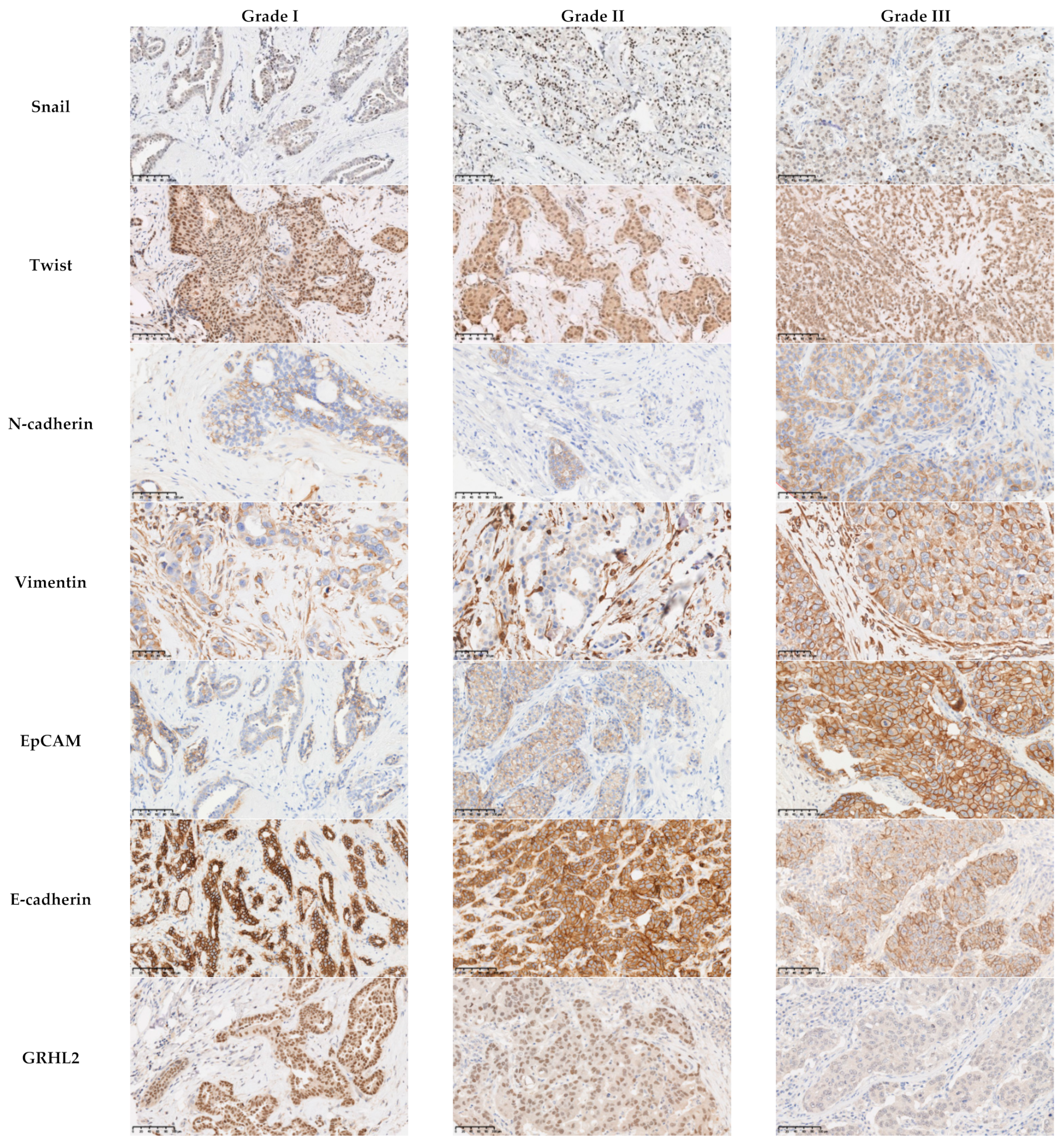 Cancers 13 05099 g001