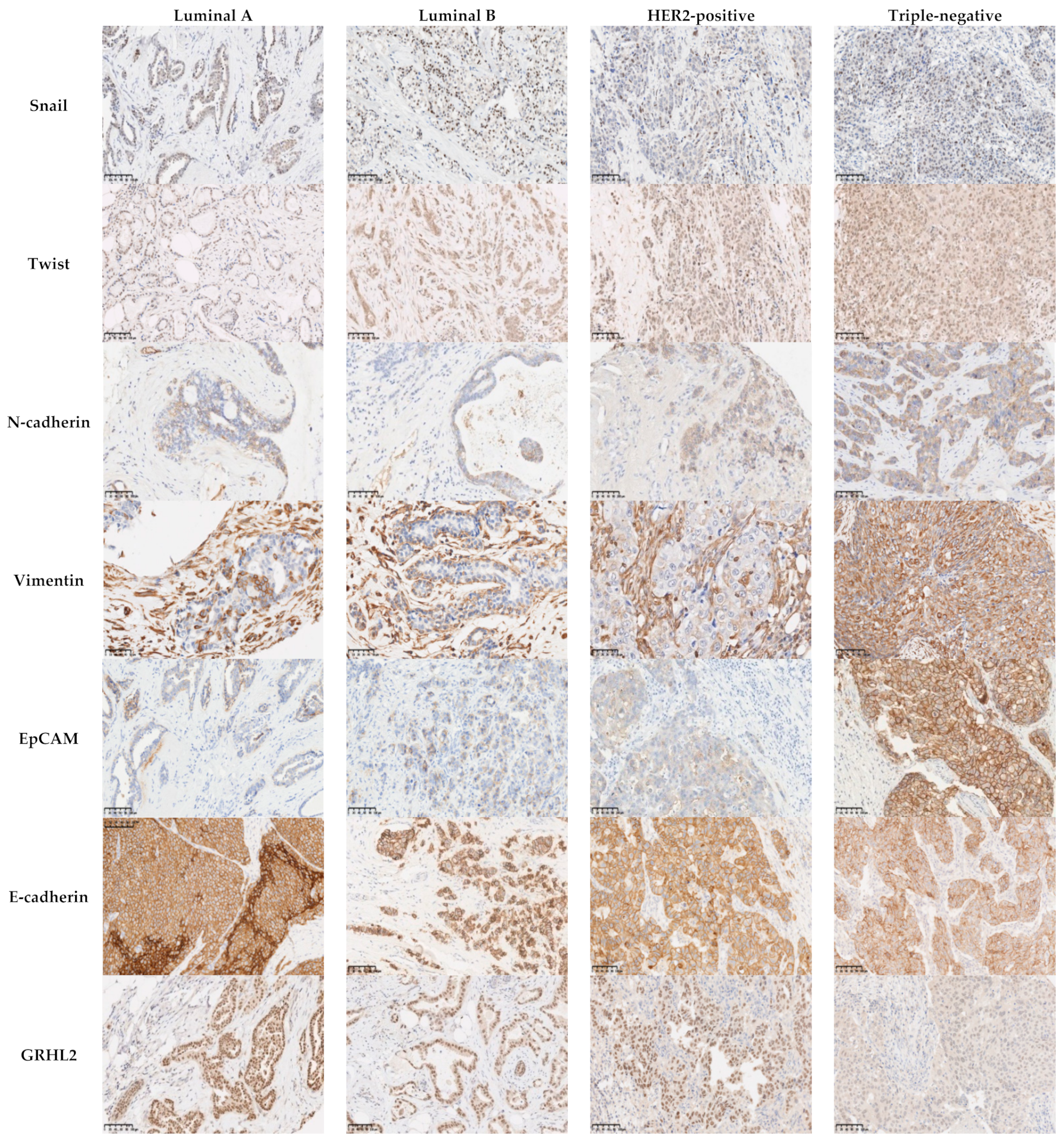 Cancers 13 05099 g002