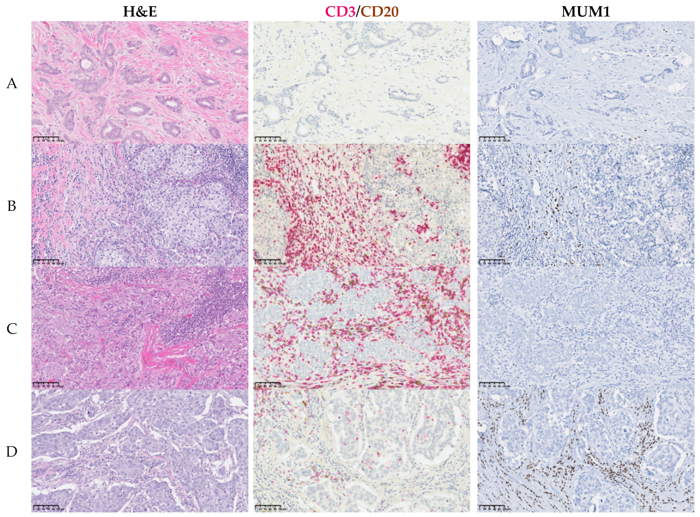 Cancers 13 05099 g003