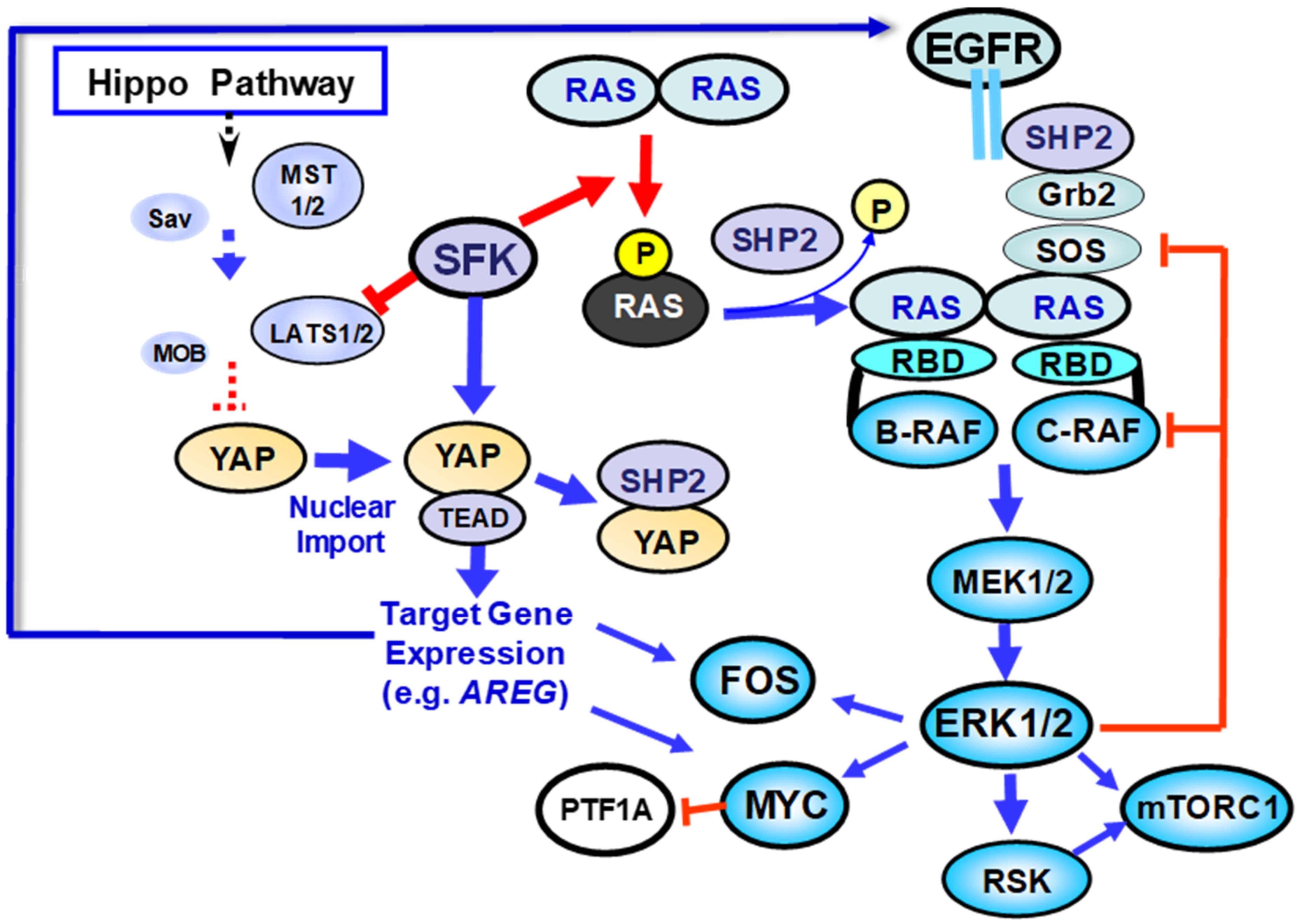 Cancers 13 05126 g002