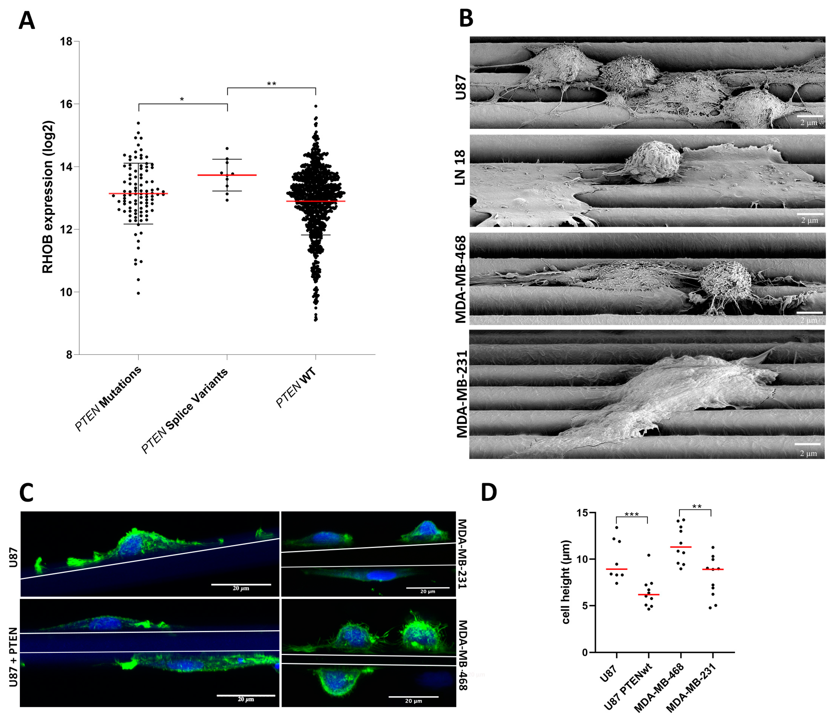 Cancers 13 05144 g007