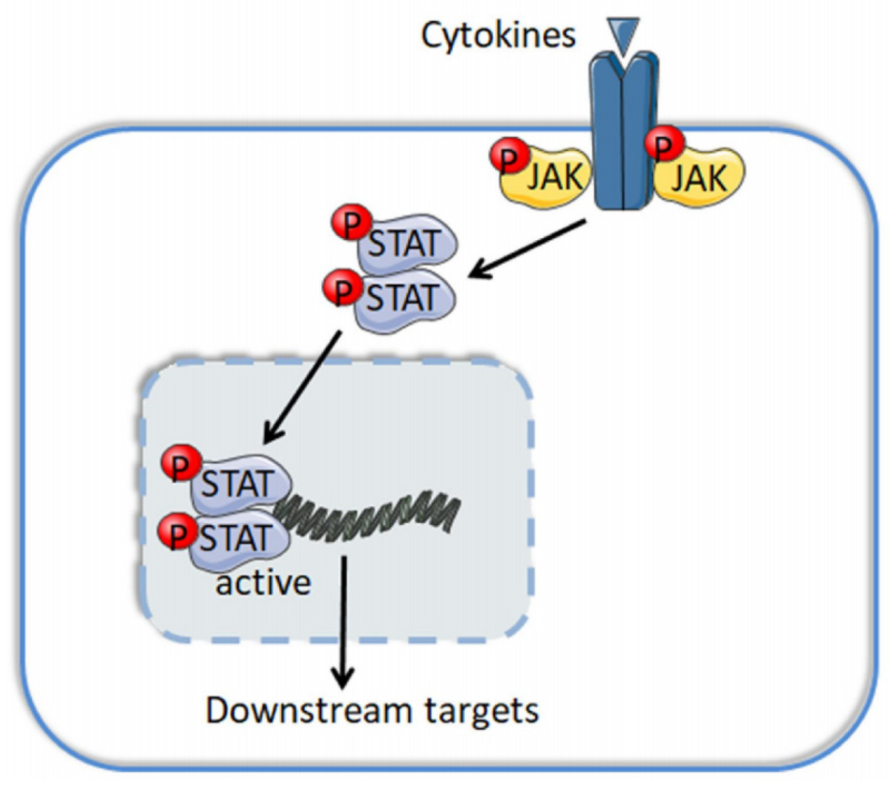 Cancers 13 05147 g001