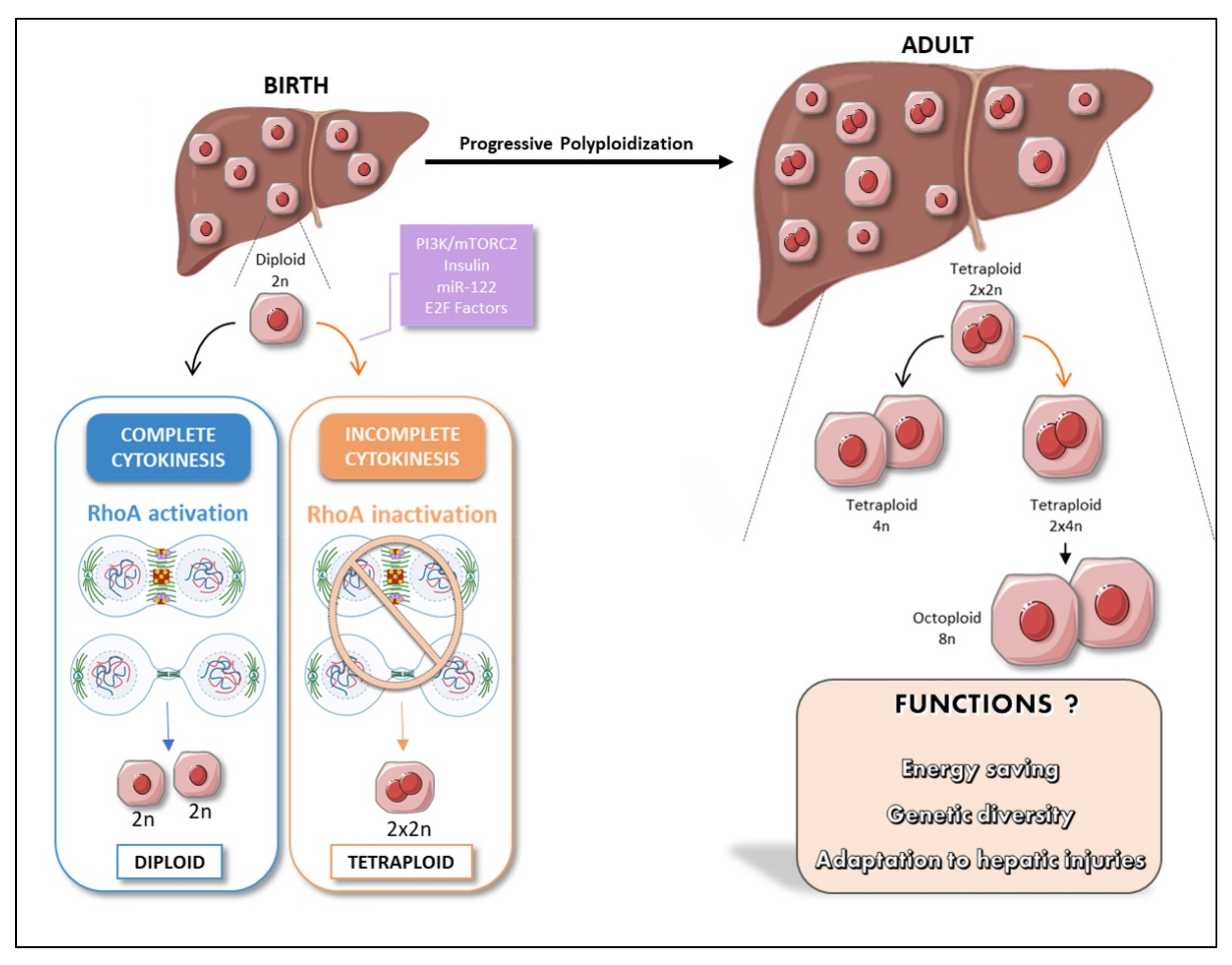 Cancers 13 05151 g002