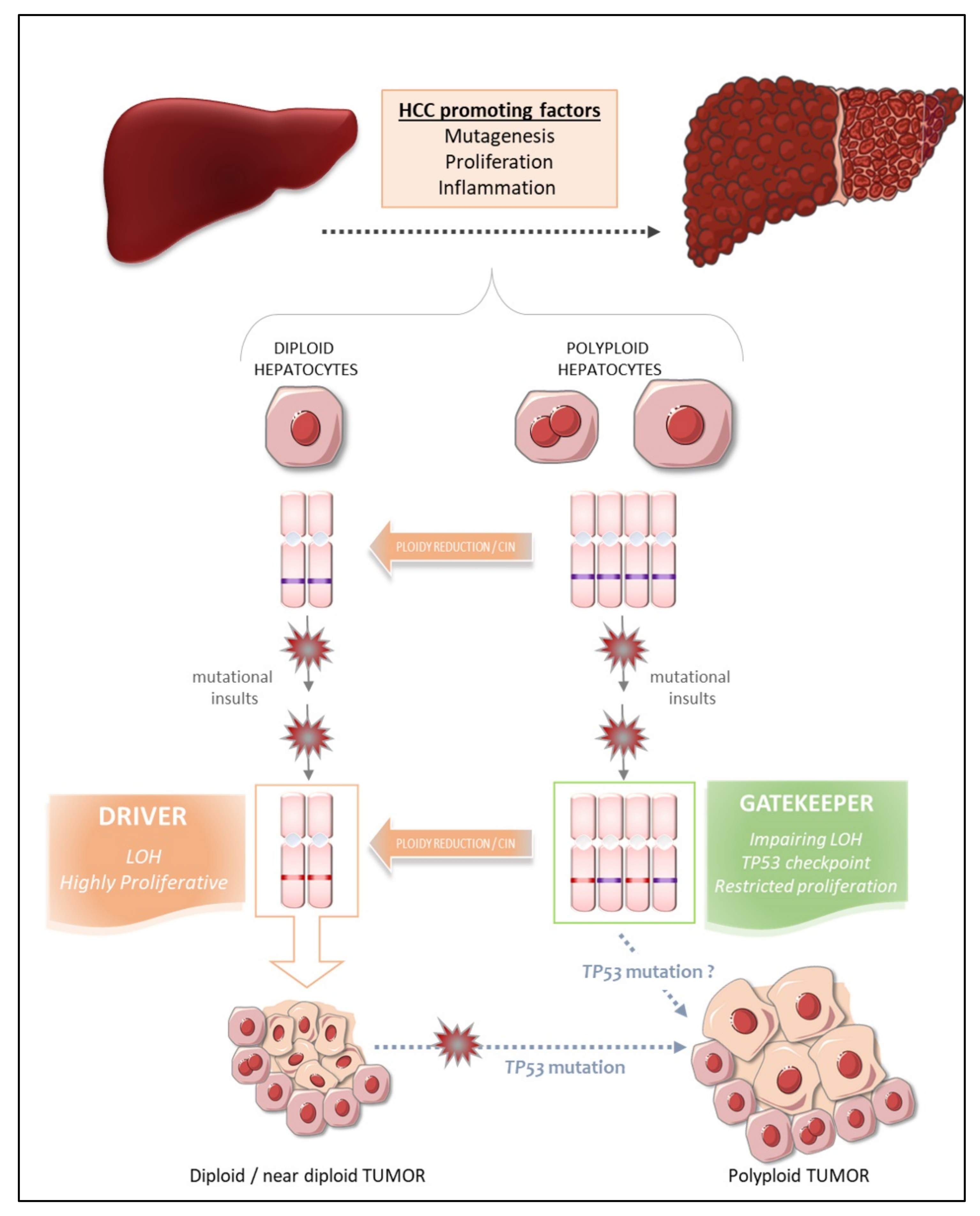 Cancers 13 05151 g003