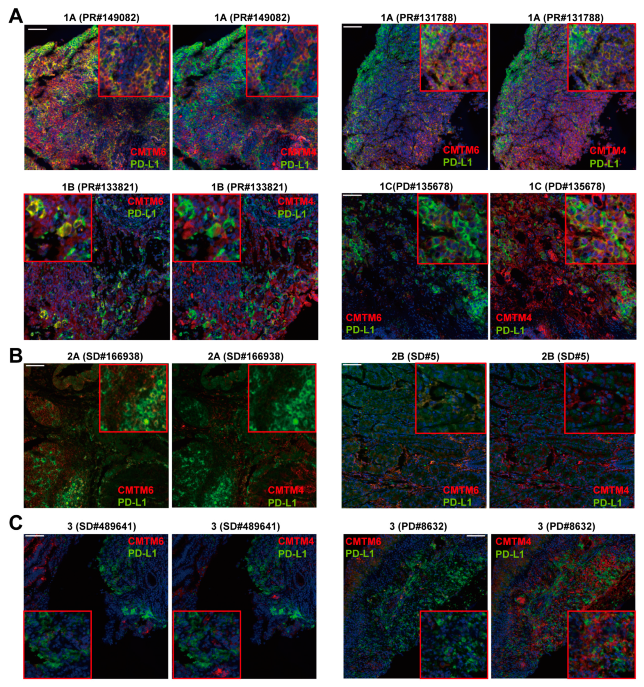 Cancers 13 05175 g005