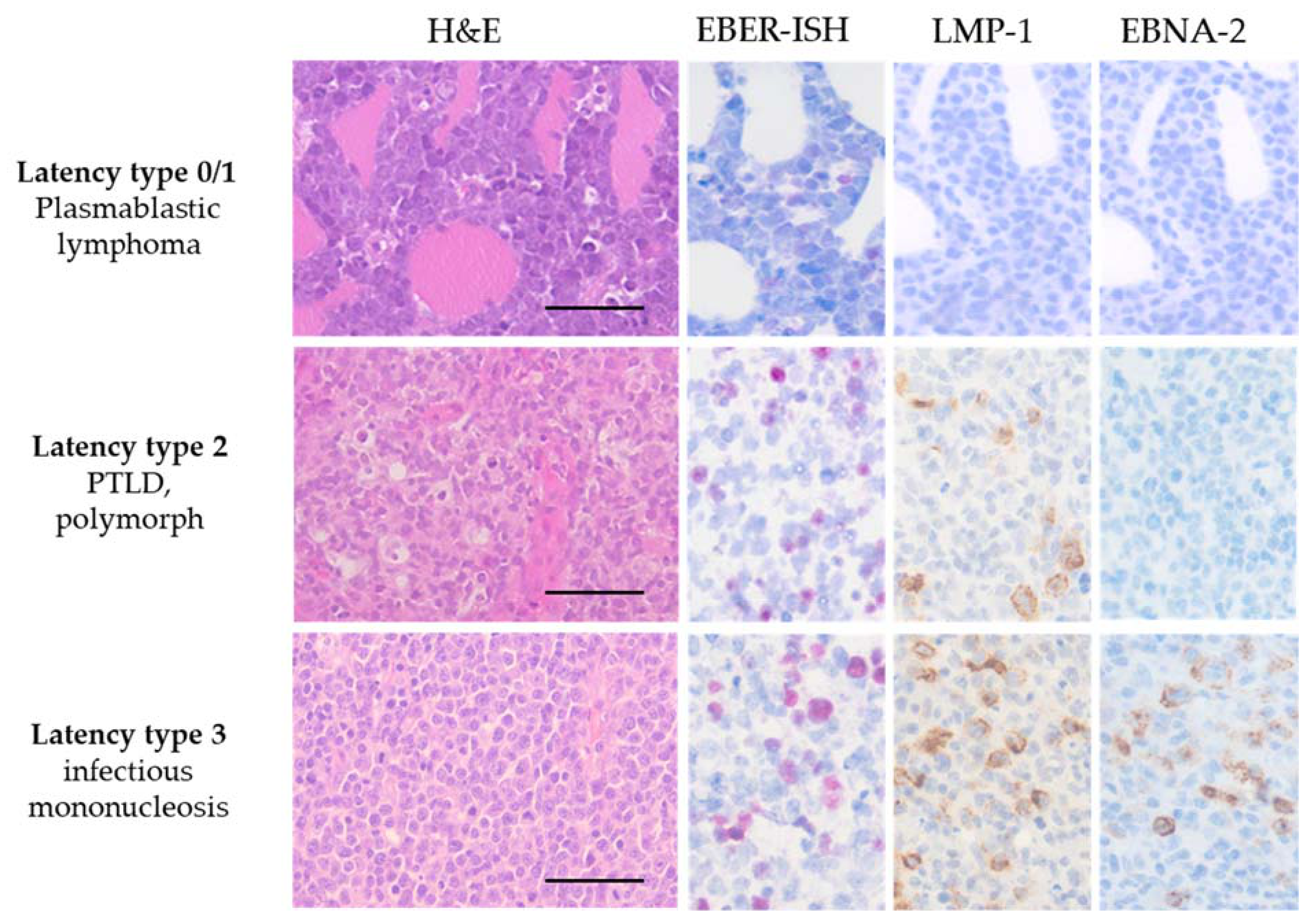 Cancers 13 05189 g001