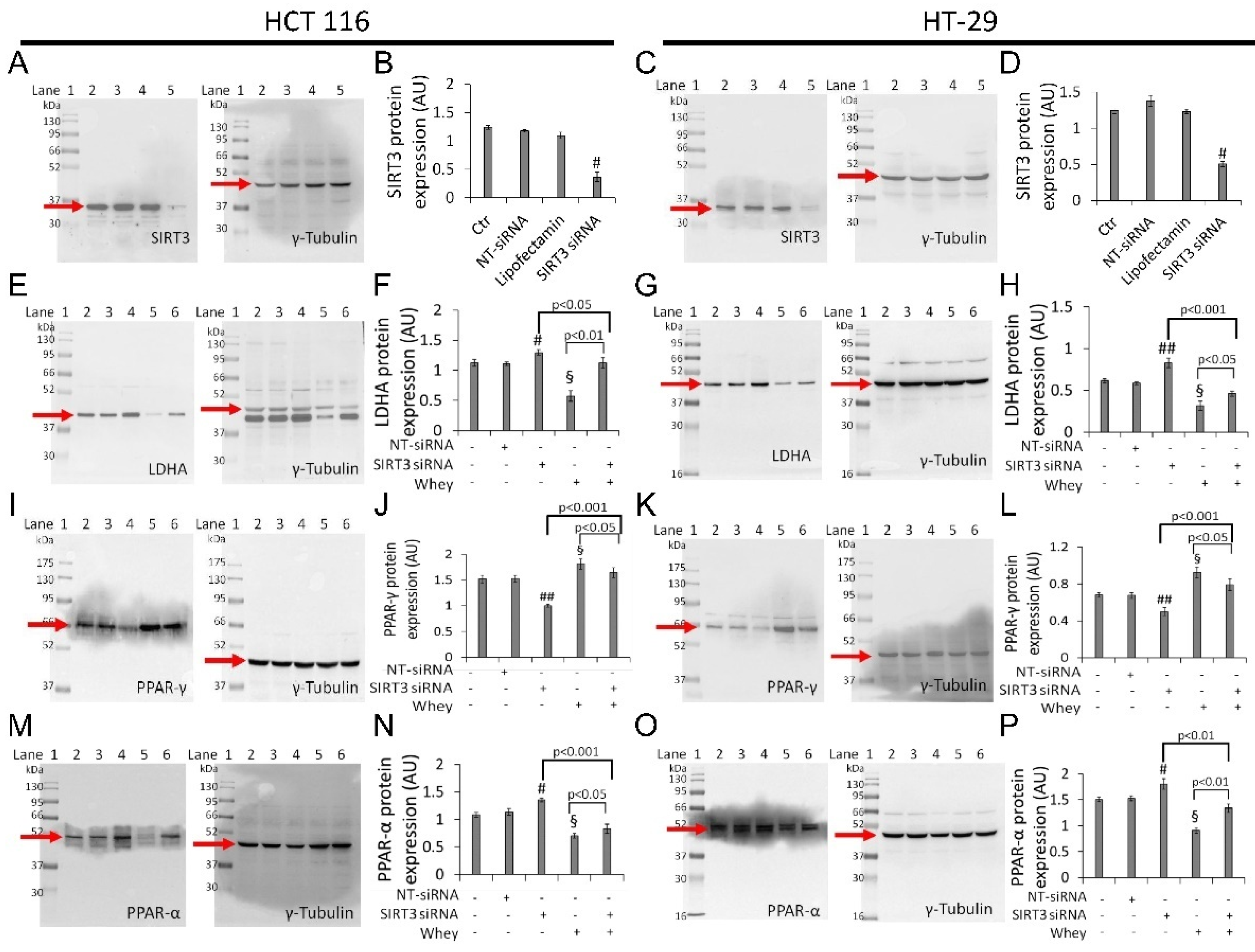 Cancers 13 05196 g008