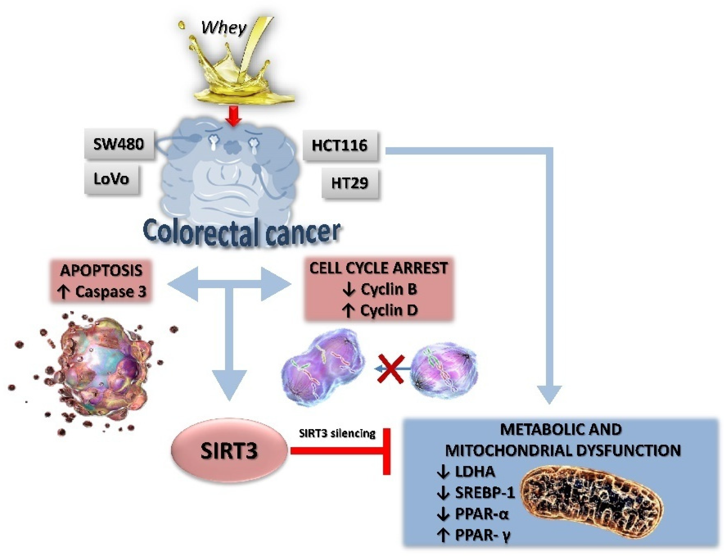 Cancers 13 05196 g009