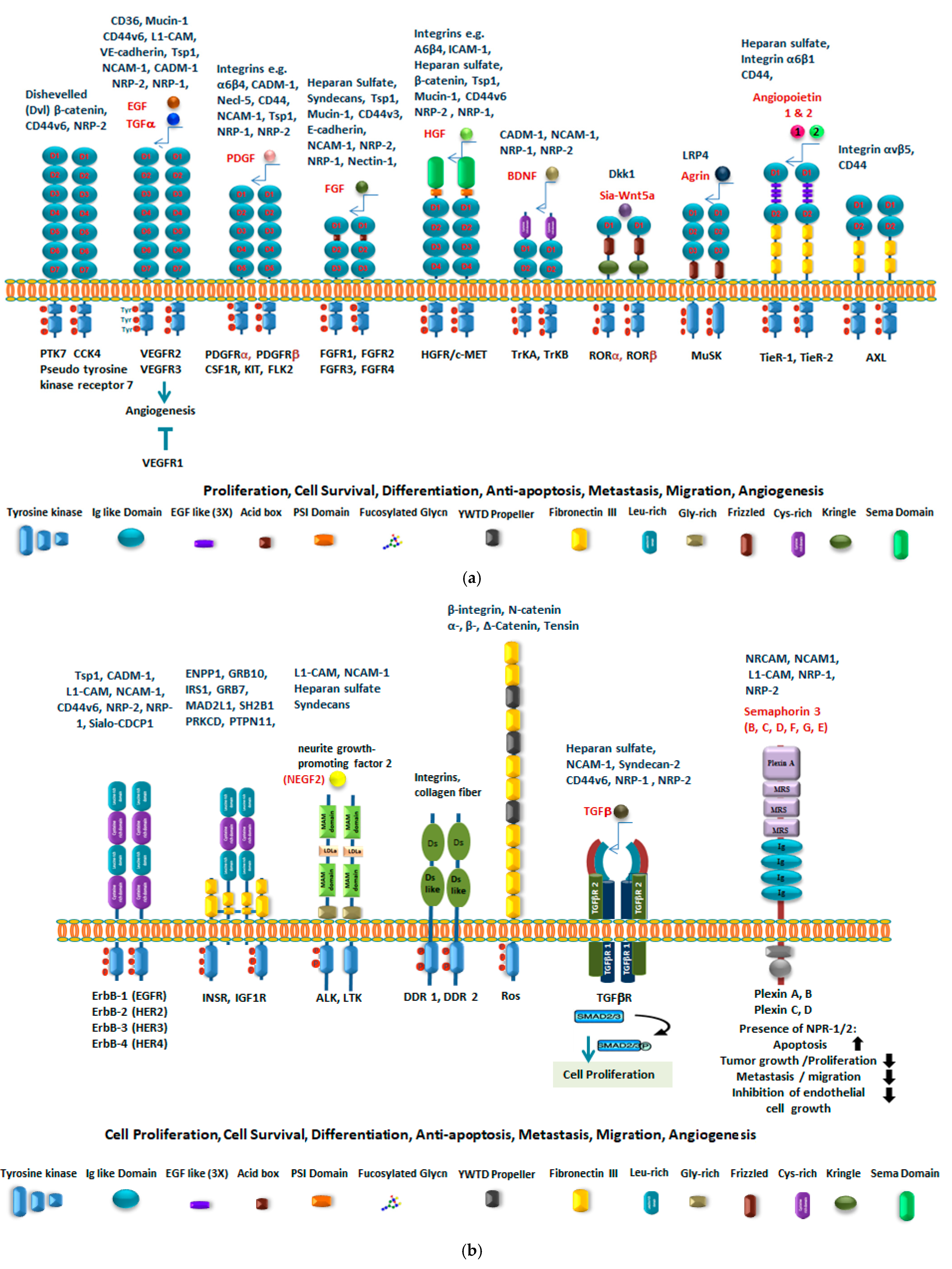 Cancers 13 05203 g003