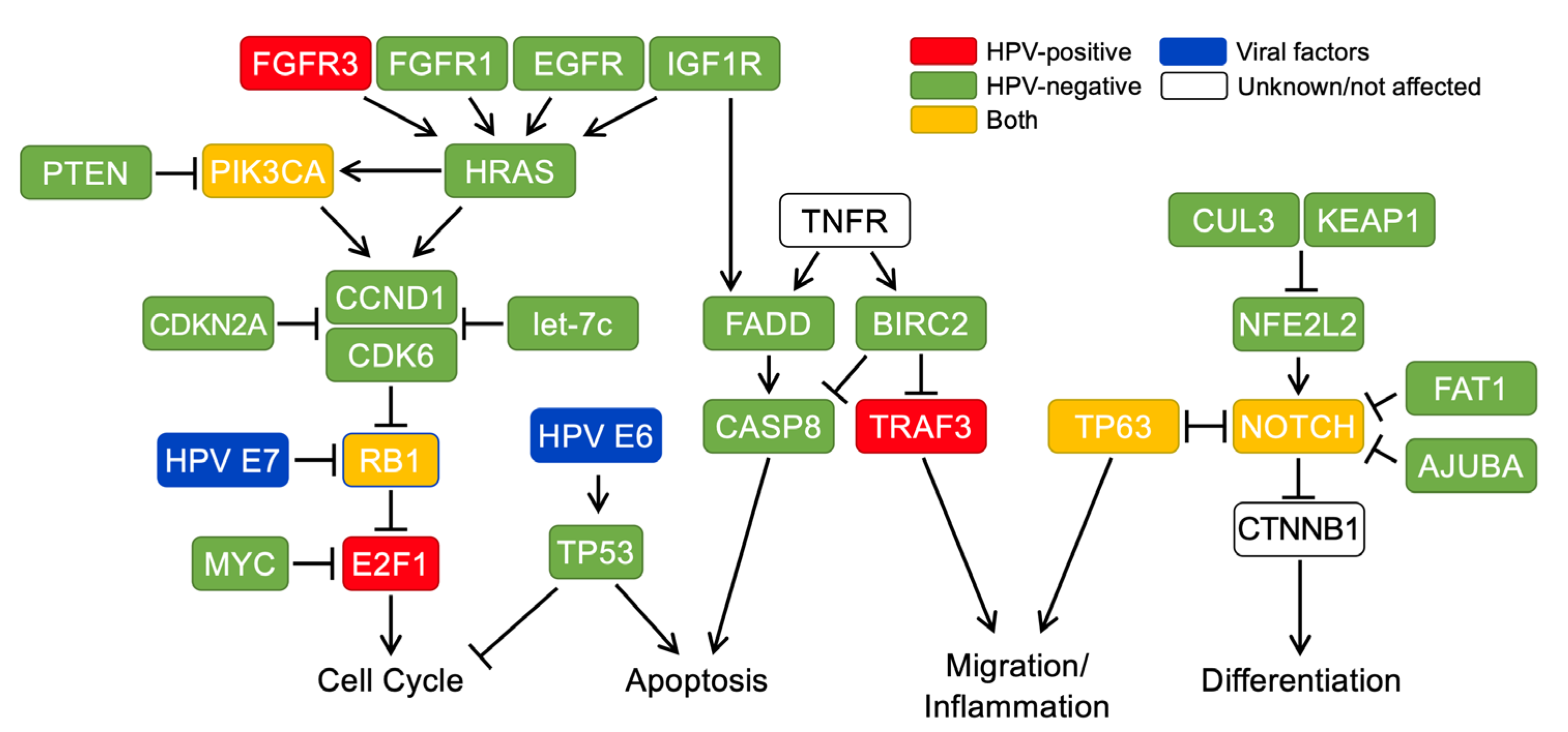 Cancers 13 05206 g001