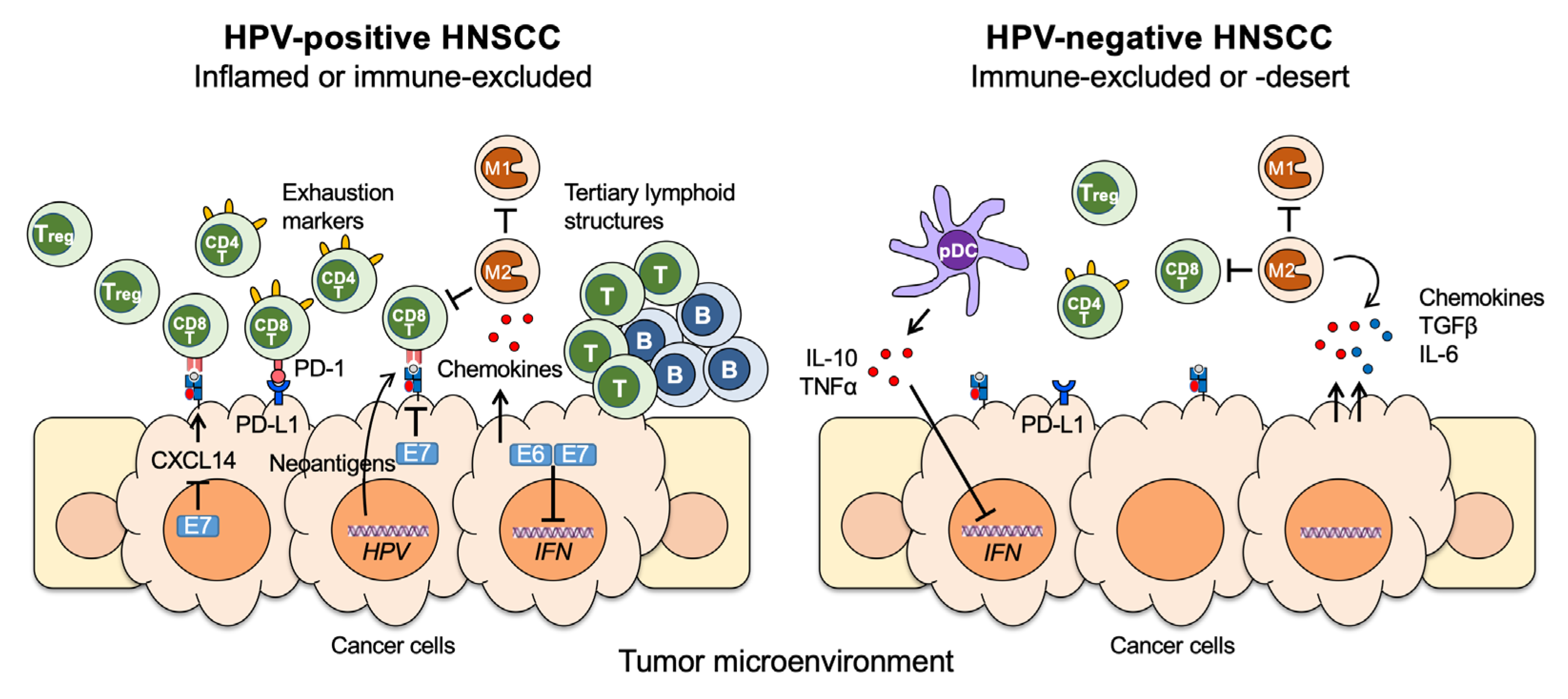 Cancers 13 05206 g002