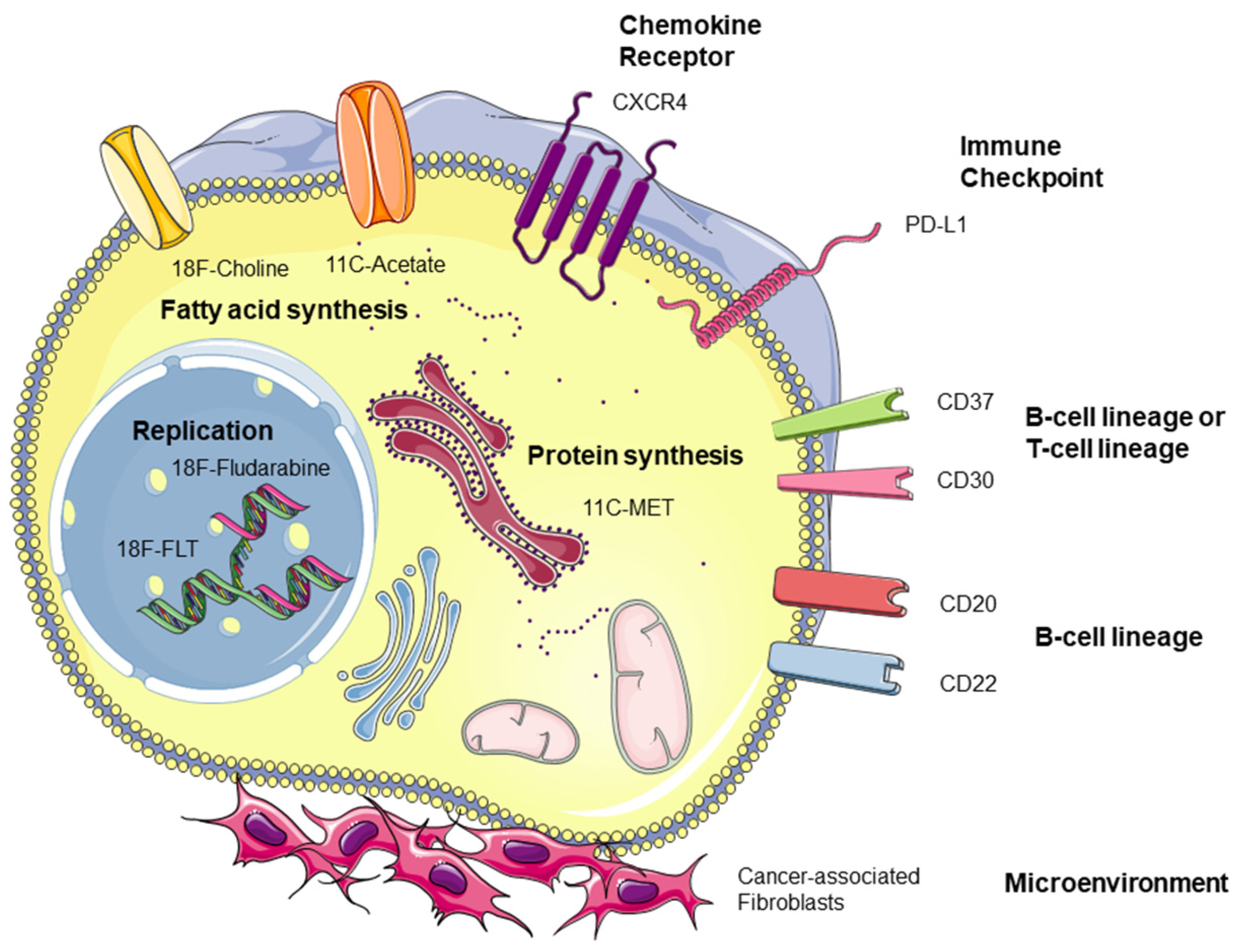 Cancers 13 05222 g002