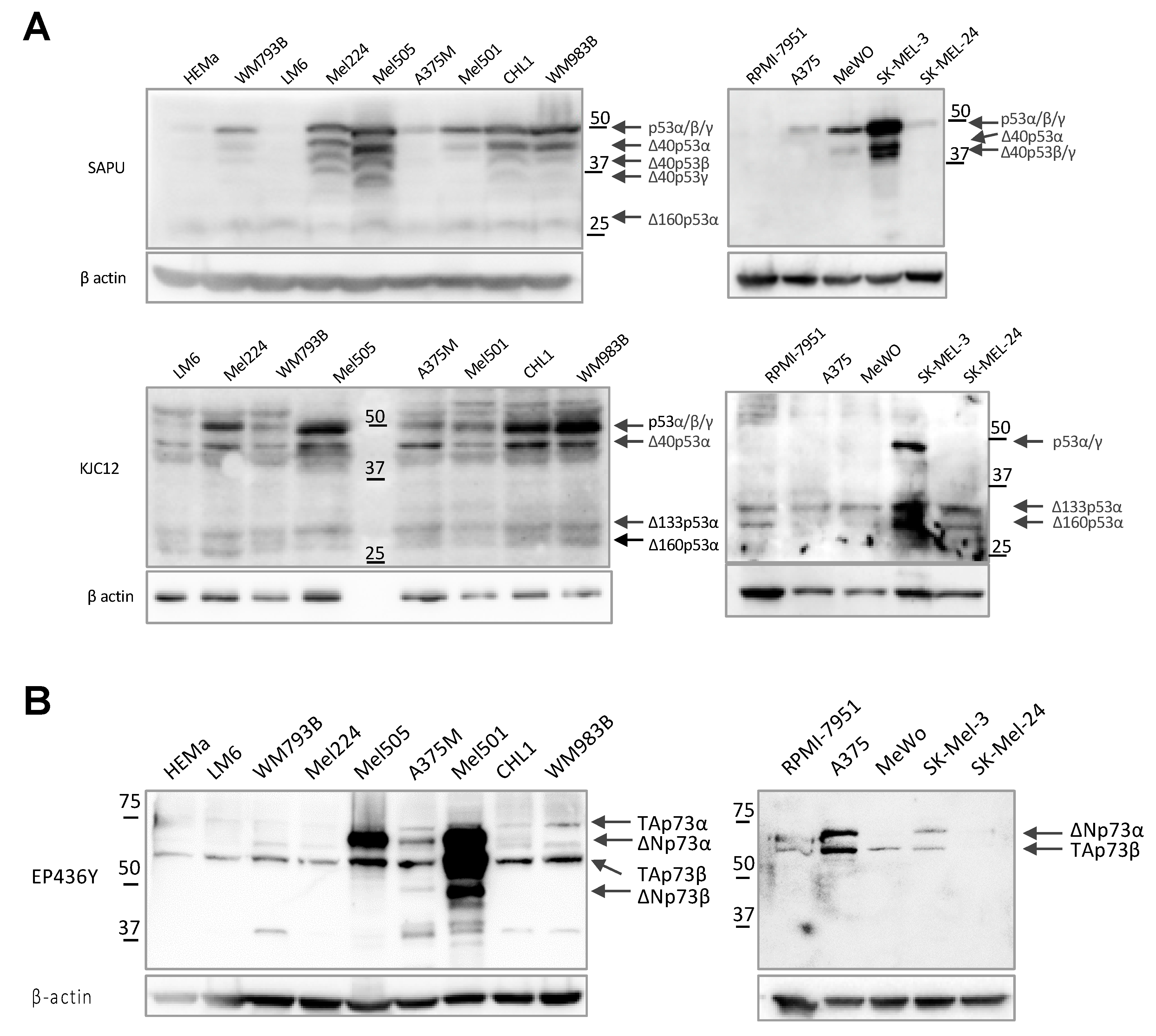 Cancers 13 05231 g002