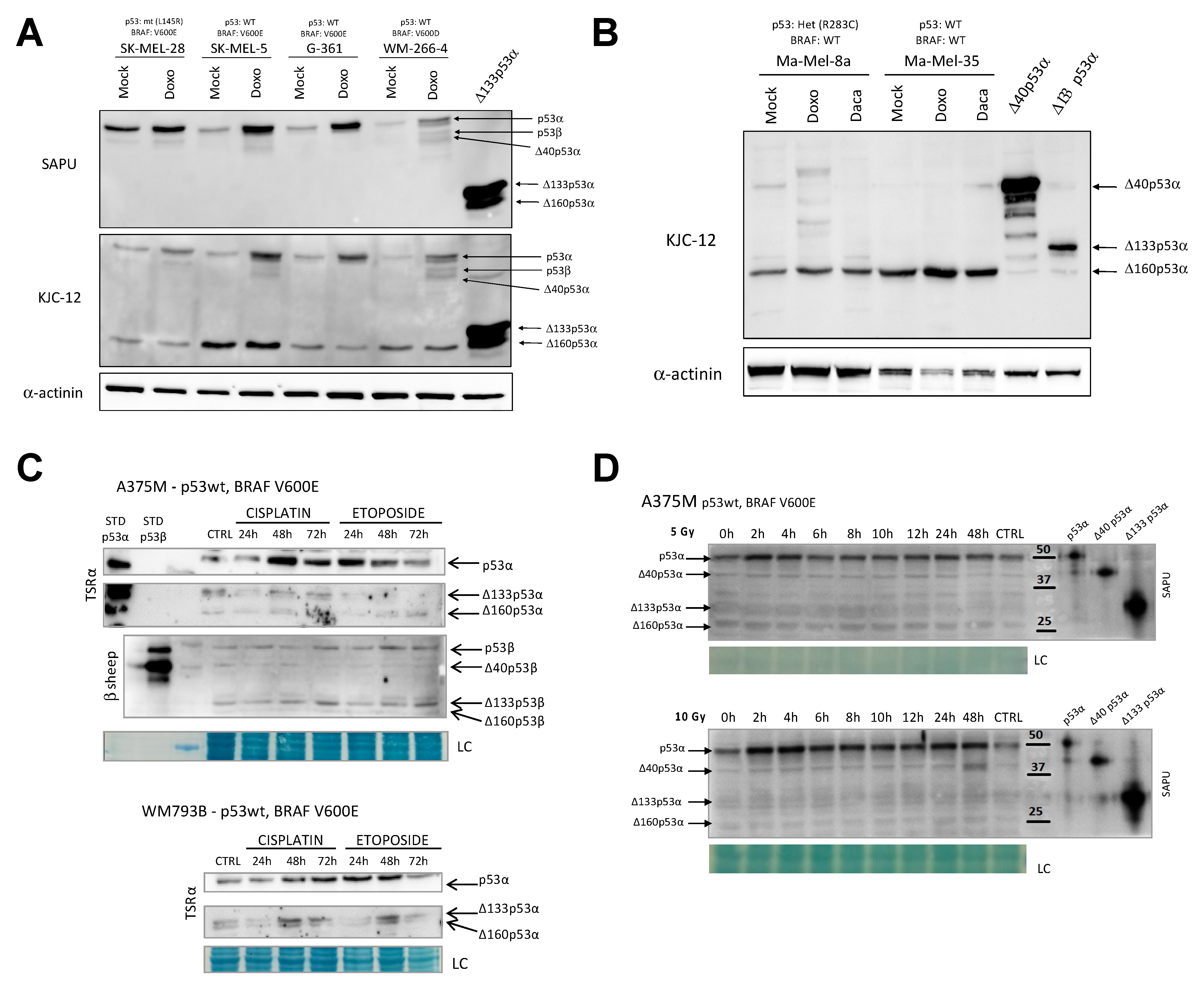 Cancers 13 05231 g003
