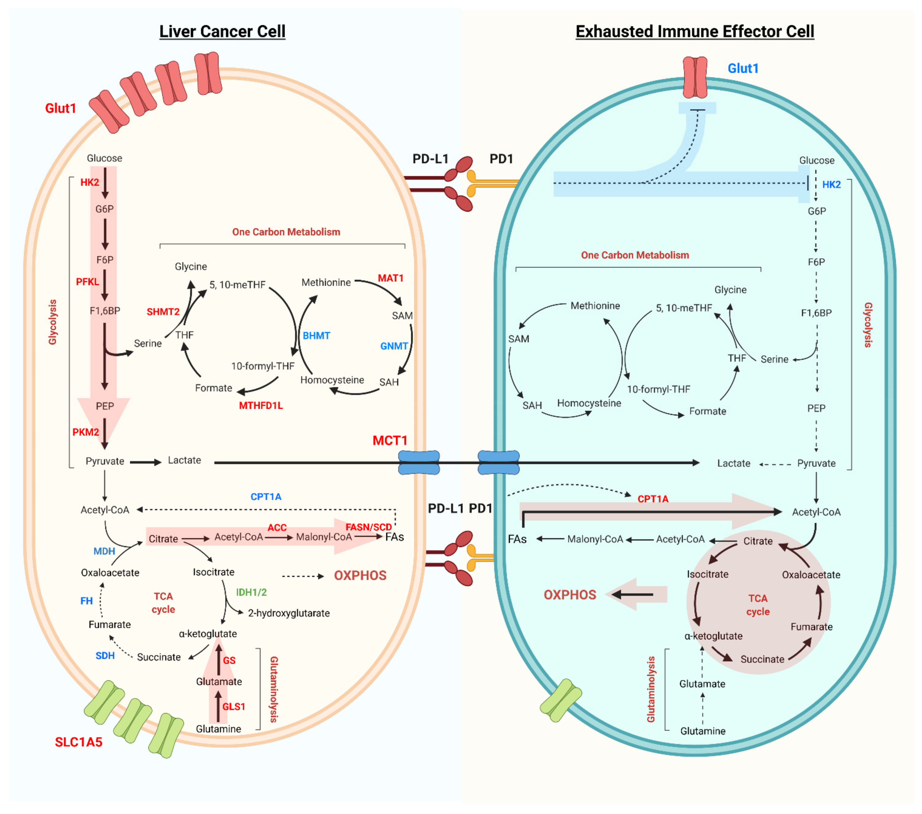Cancers 13 05250 g001