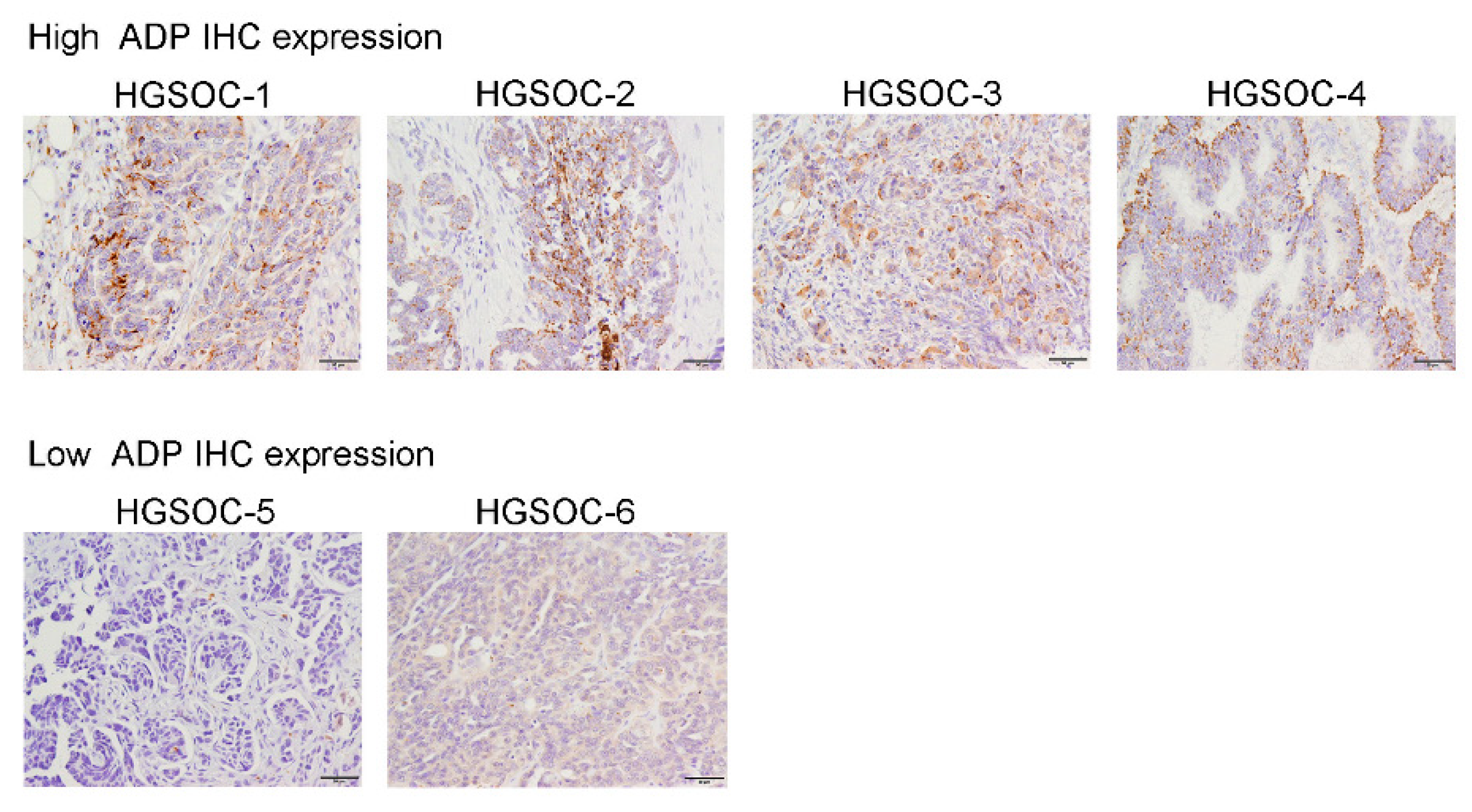 Cancers 13 05251 g001