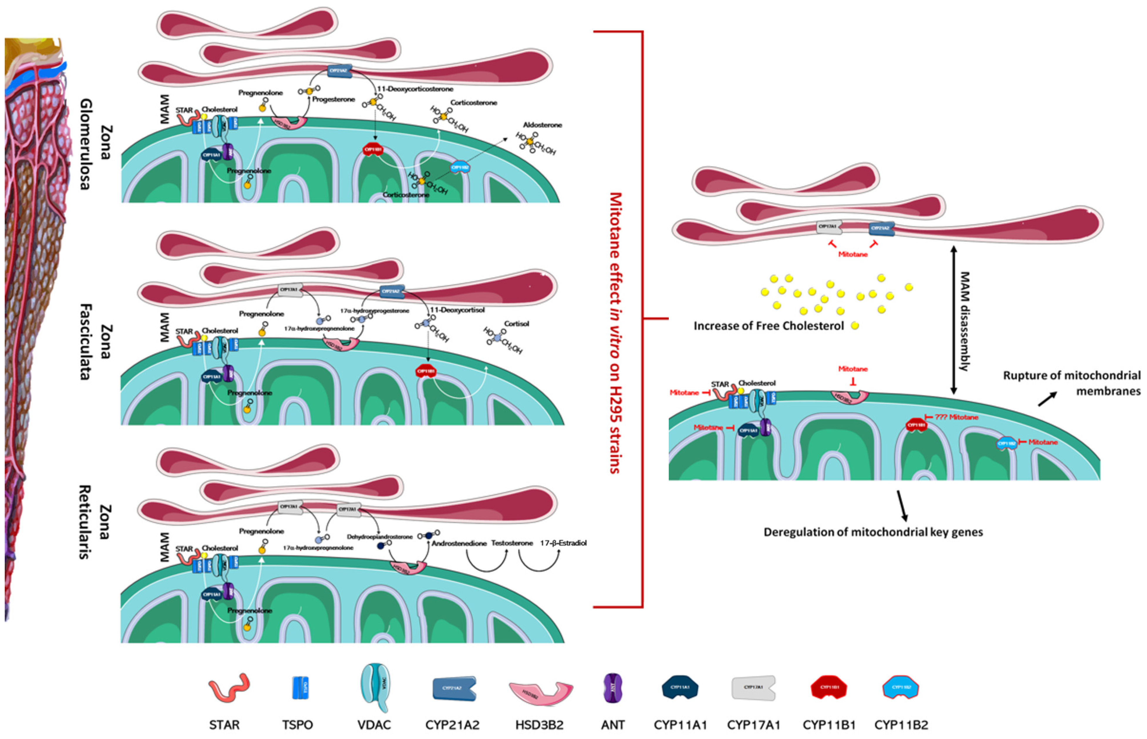 Cancers 13 05255 g001
