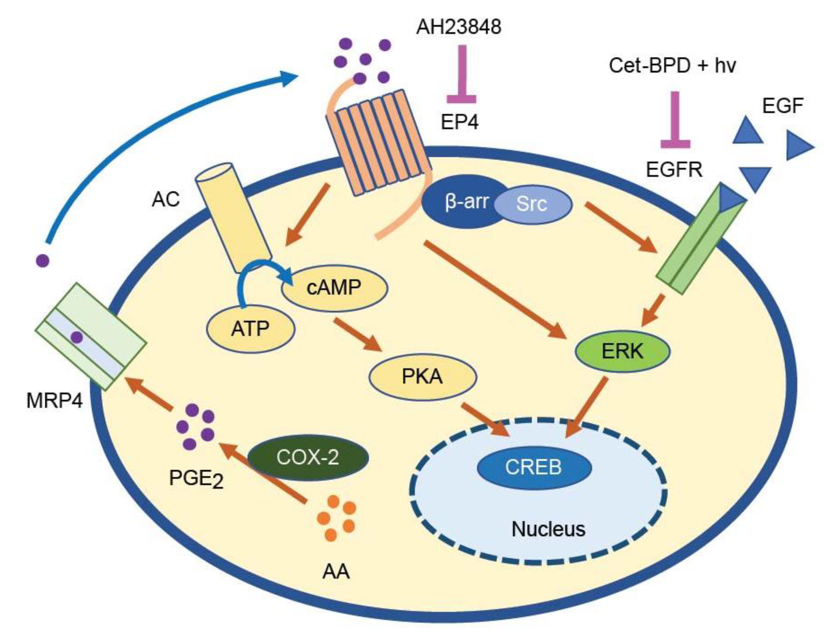 Cancers 13 05259 g006