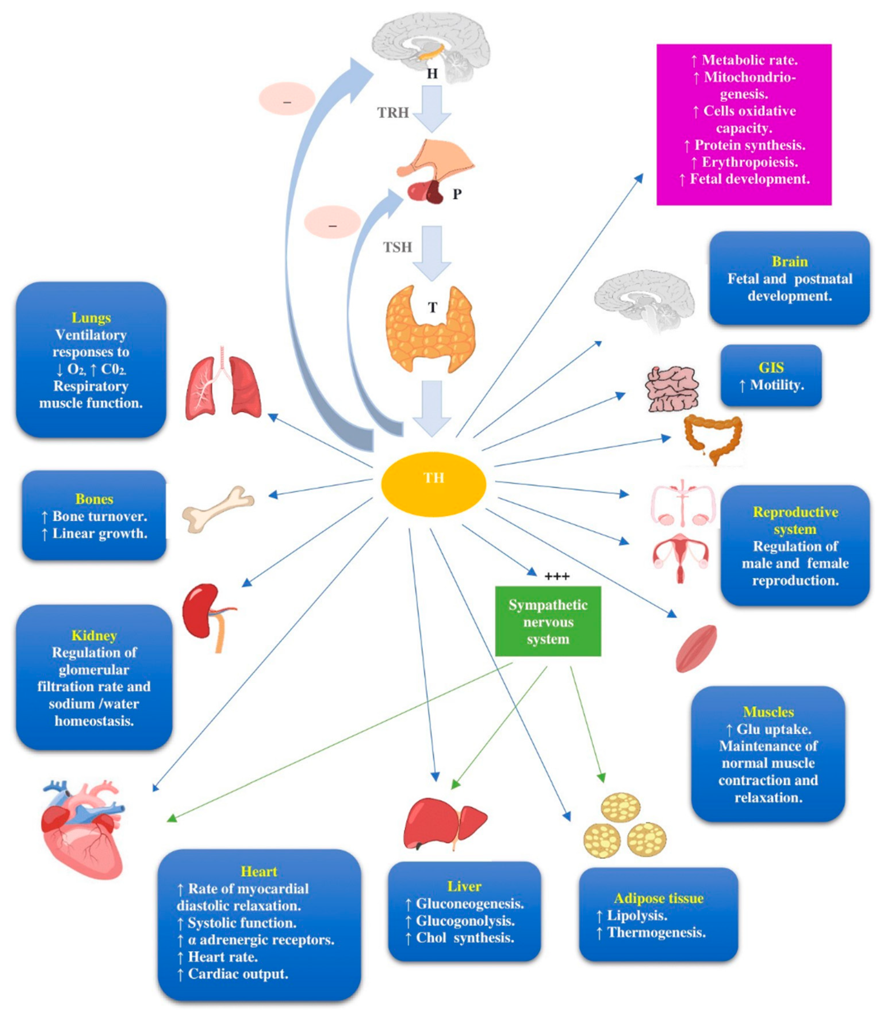 Cancers 13 05277 g001
