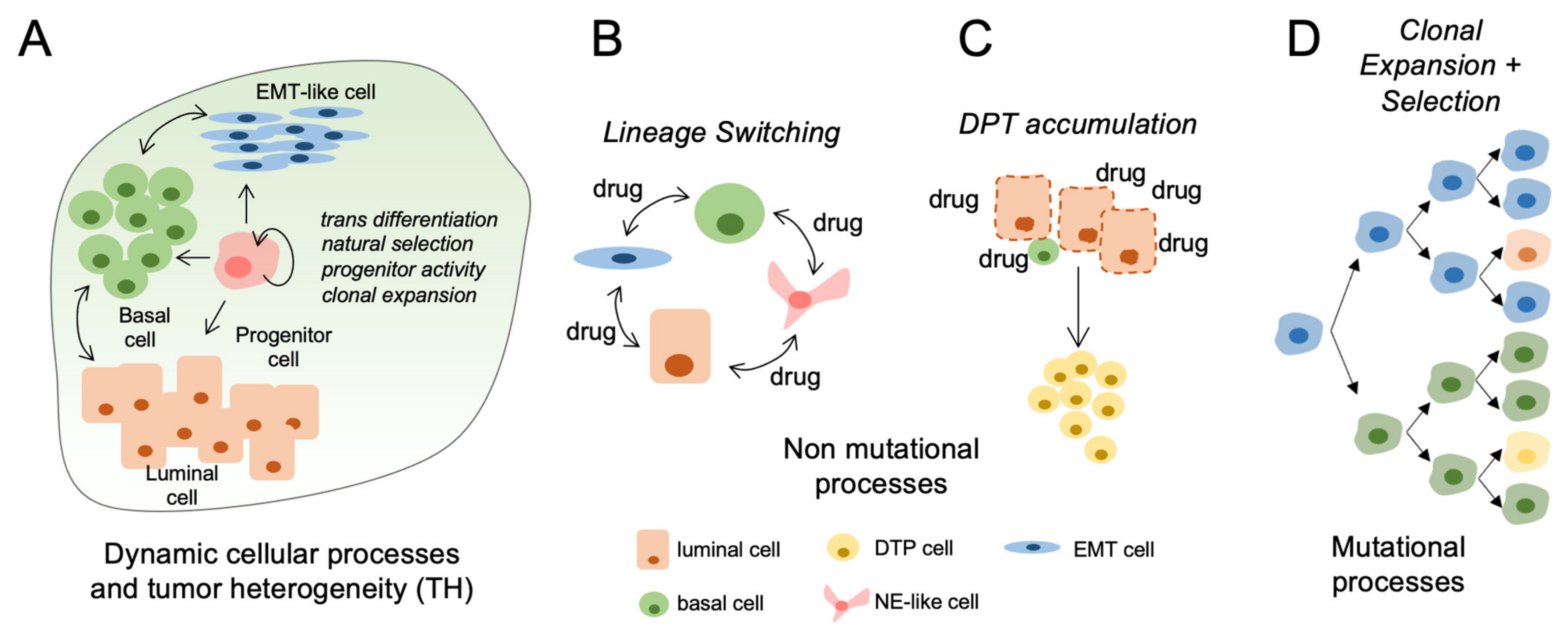 Cancers 13 05297 g001